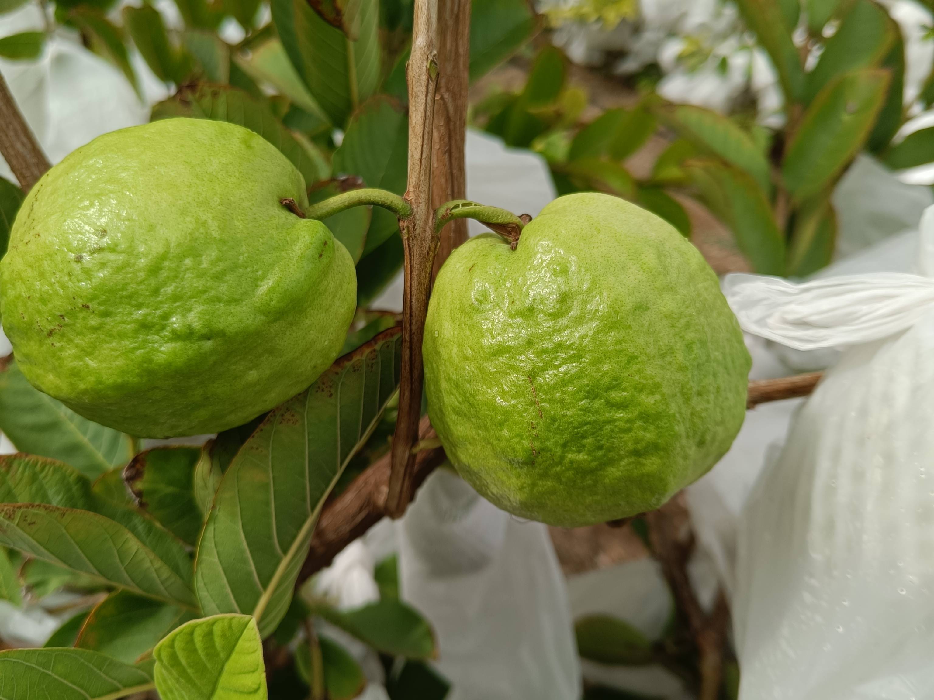 Taiwan Pink for sale in Sangli, Maharashtra