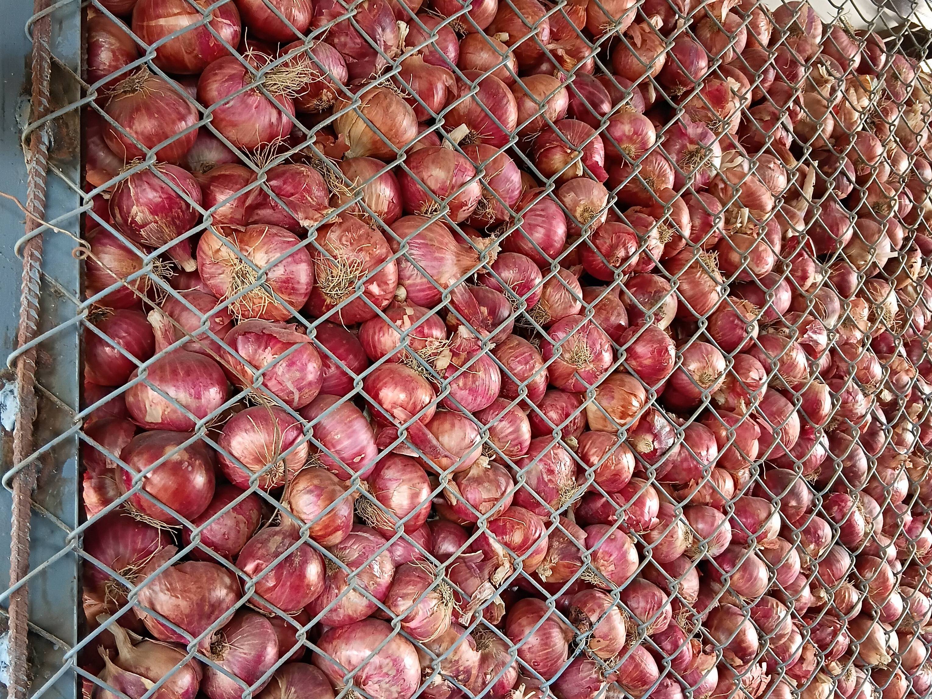 Summer Onion विक्रीसाठी, अहिल्यानगर, महाराष्ट्र