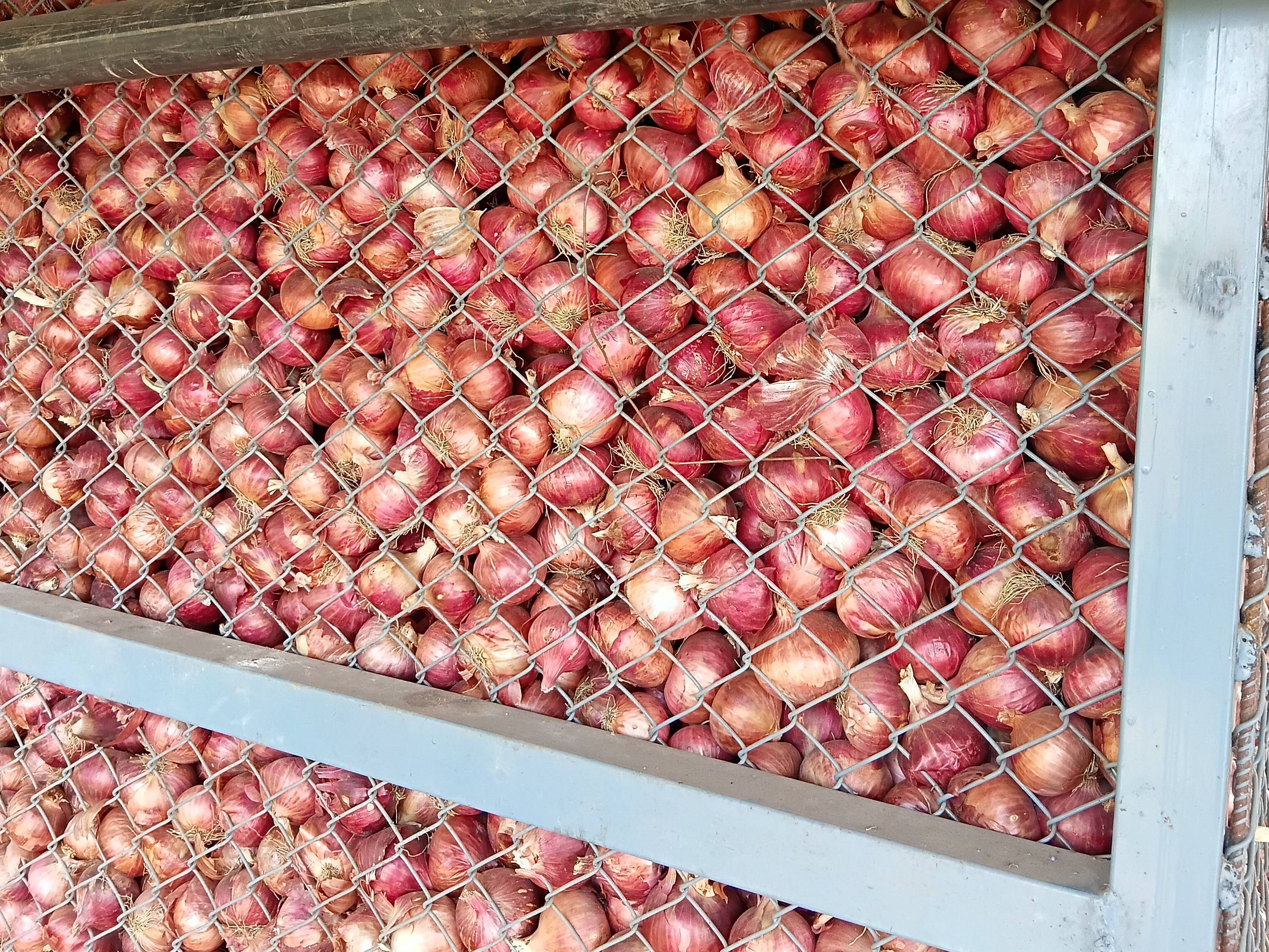 Summer Onion विक्रीसाठी, अहिल्यानगर, महाराष्ट्र