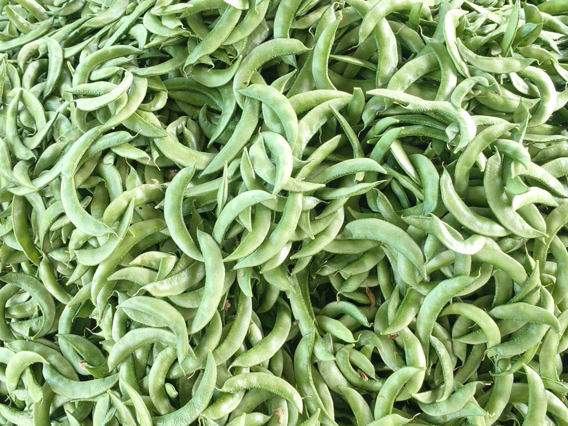 Broad Beans for sale in Nashik, Maharashtra