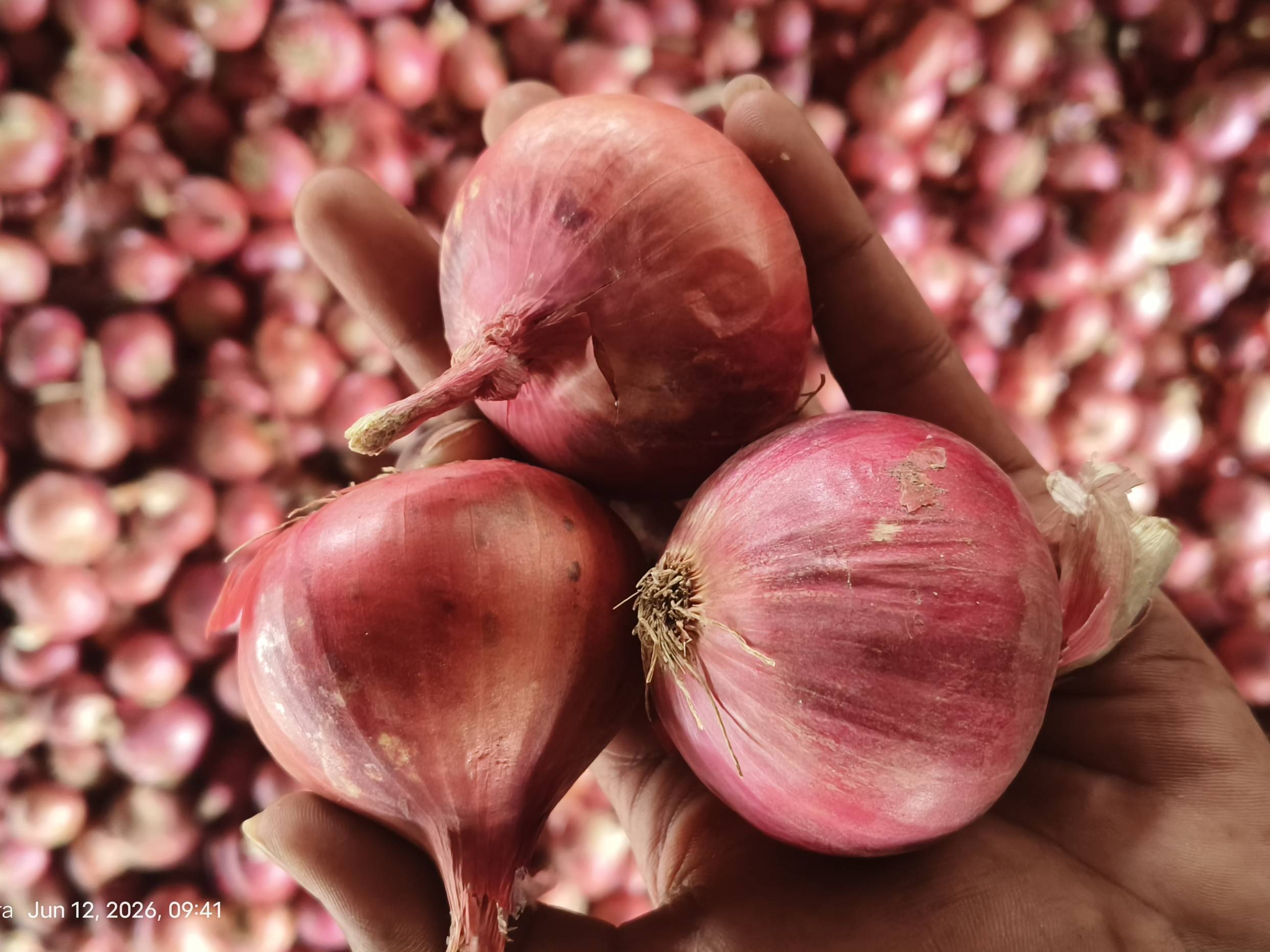 Summer Onion बिक्री के लिए, नासिक, महाराष्ट्र