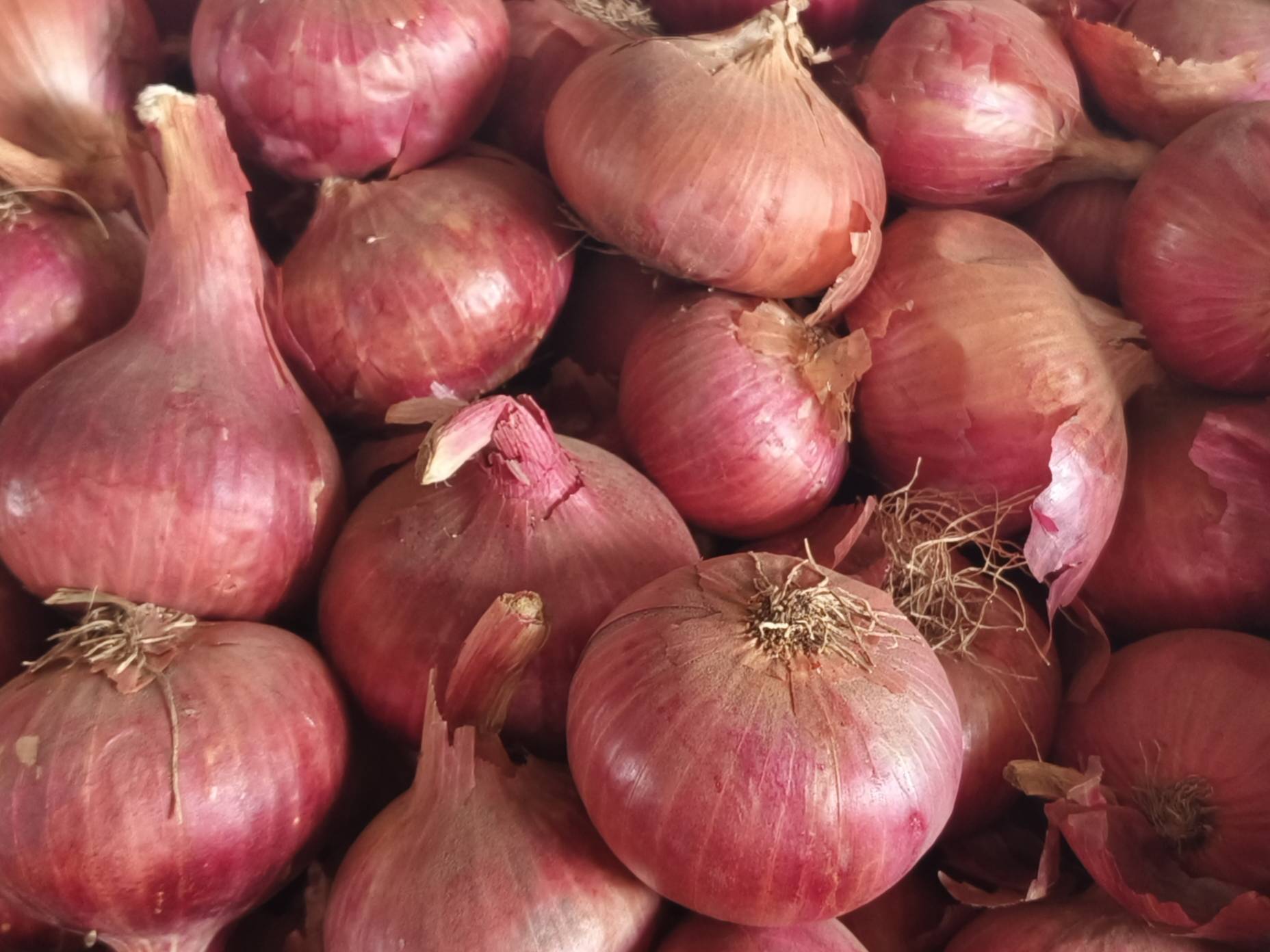 Summer Onion बिक्री के लिए, नासिक, महाराष्ट्र