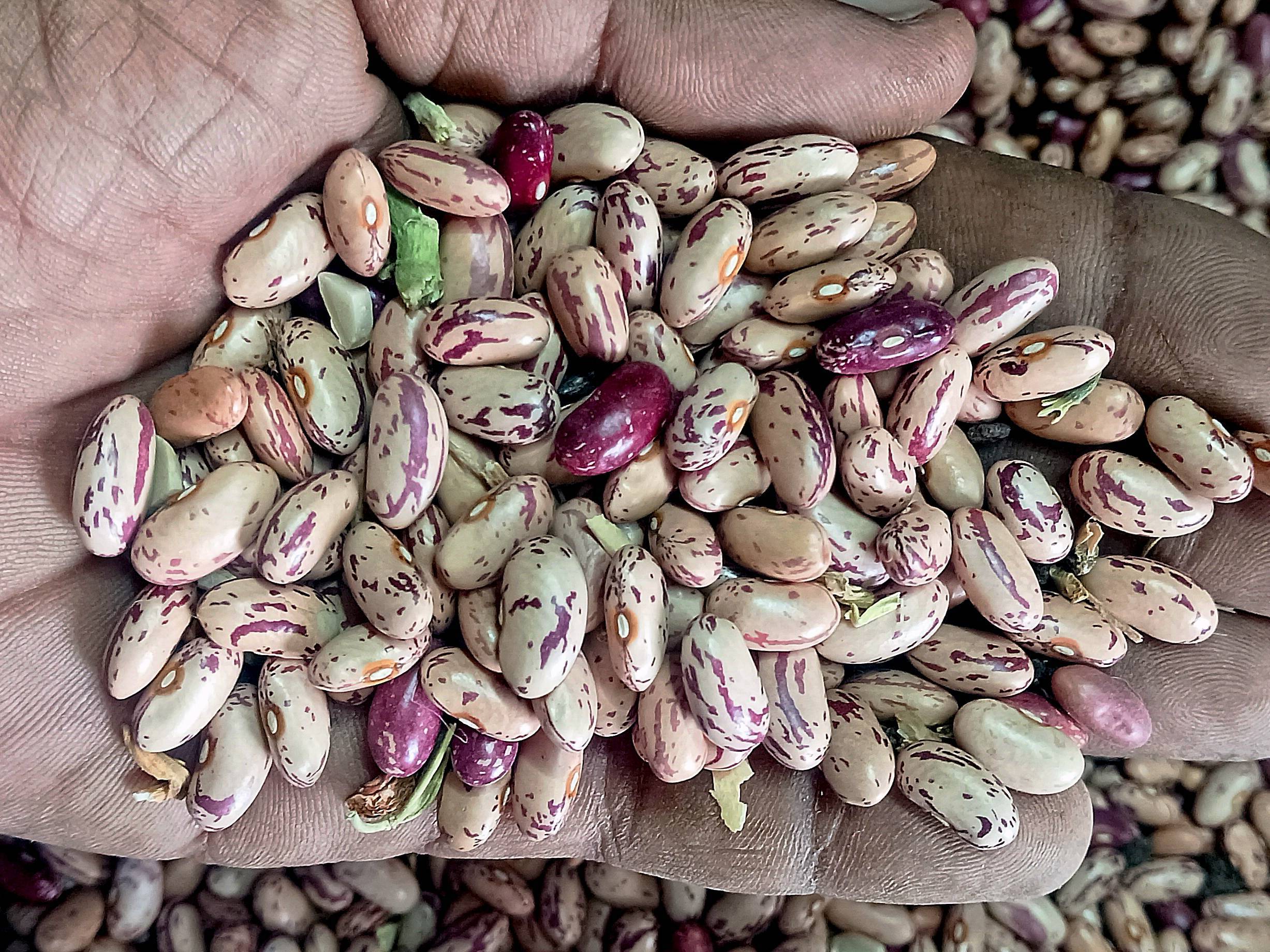 Pinto Beans बिक्री के लिए, नासिक, महाराष्ट्र