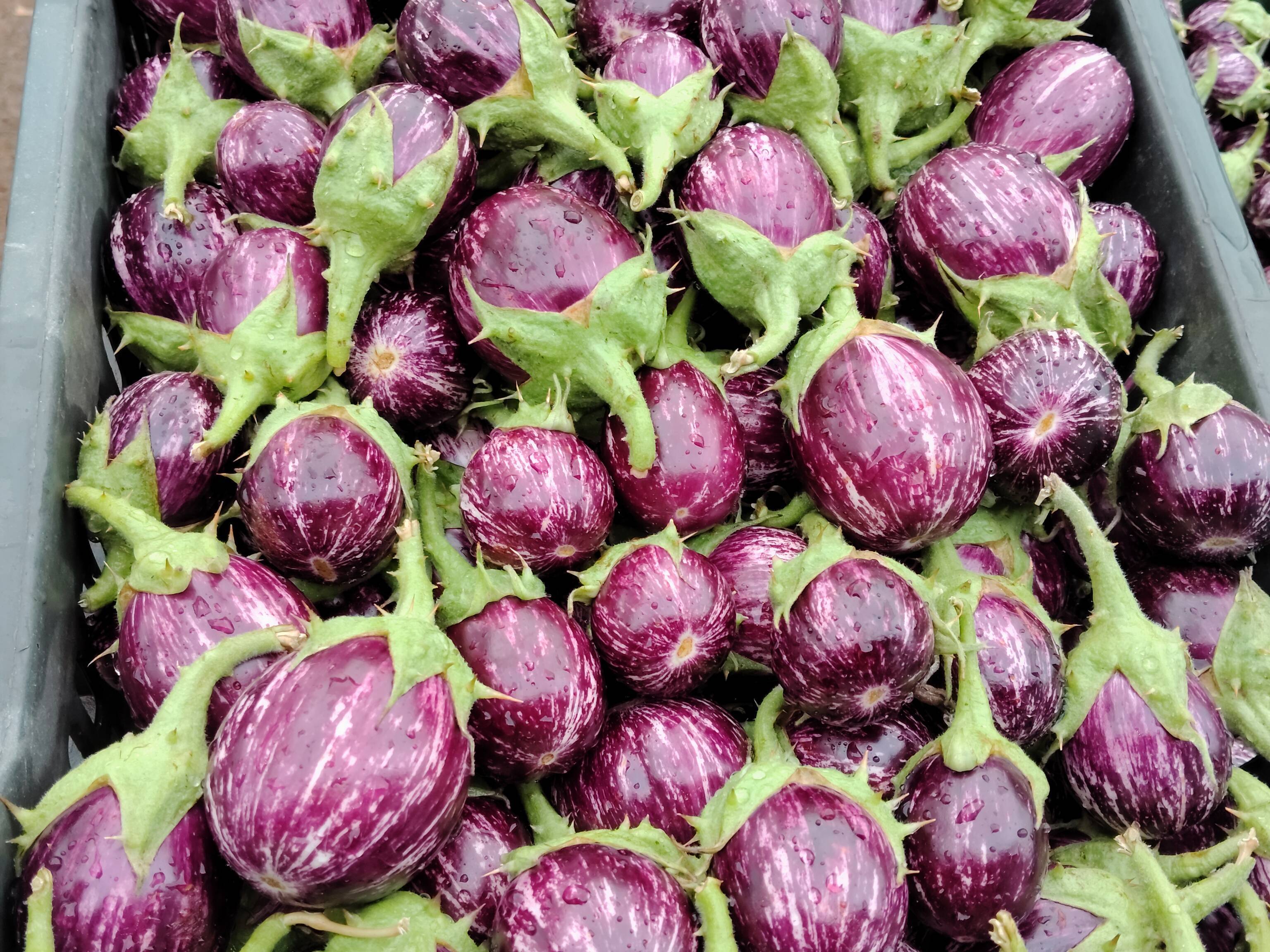 Striped Brinjal (purple) for sale in Nashik, Maharashtra