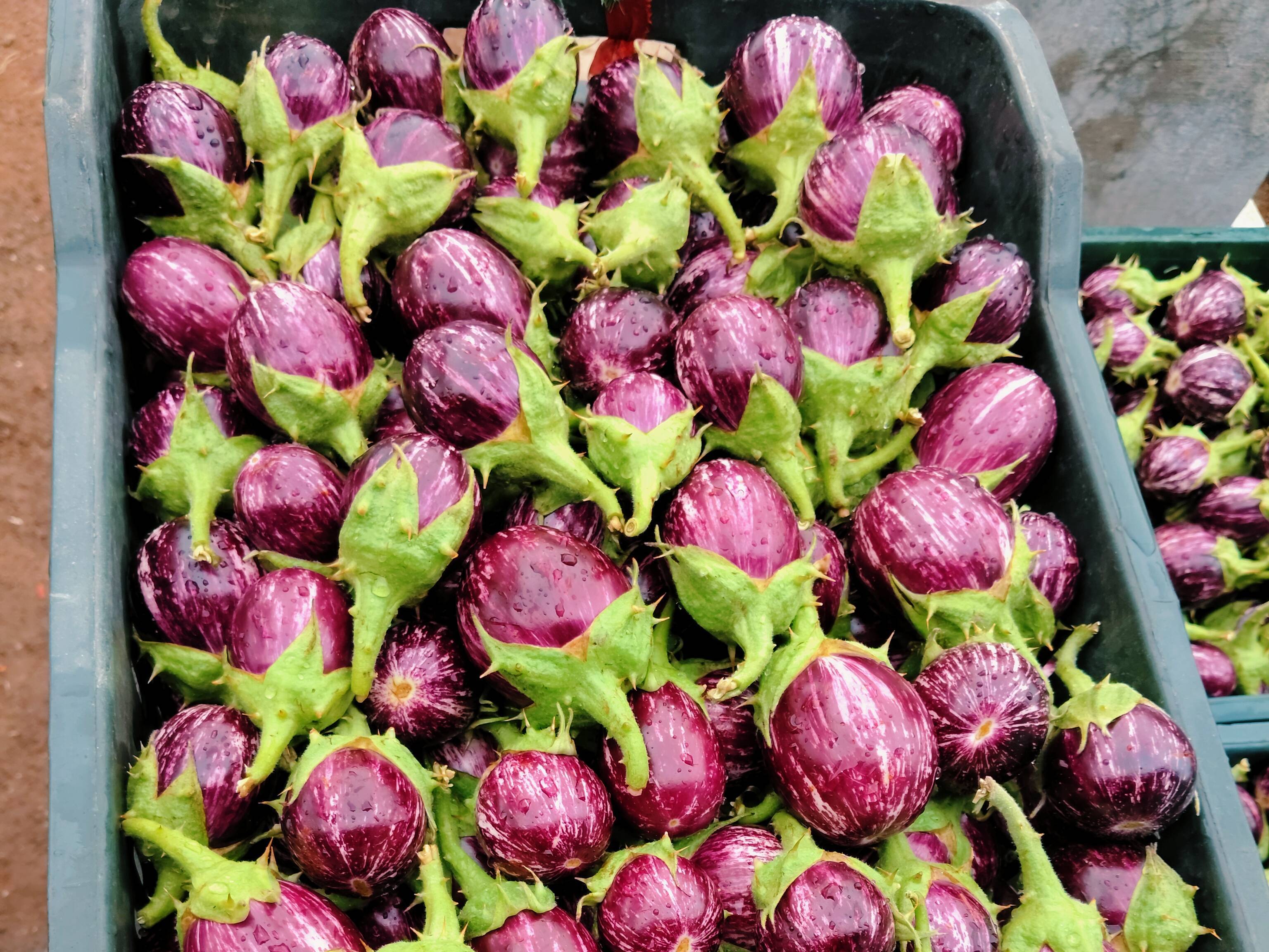 Striped Brinjal (purple) for sale in Nashik, Maharashtra