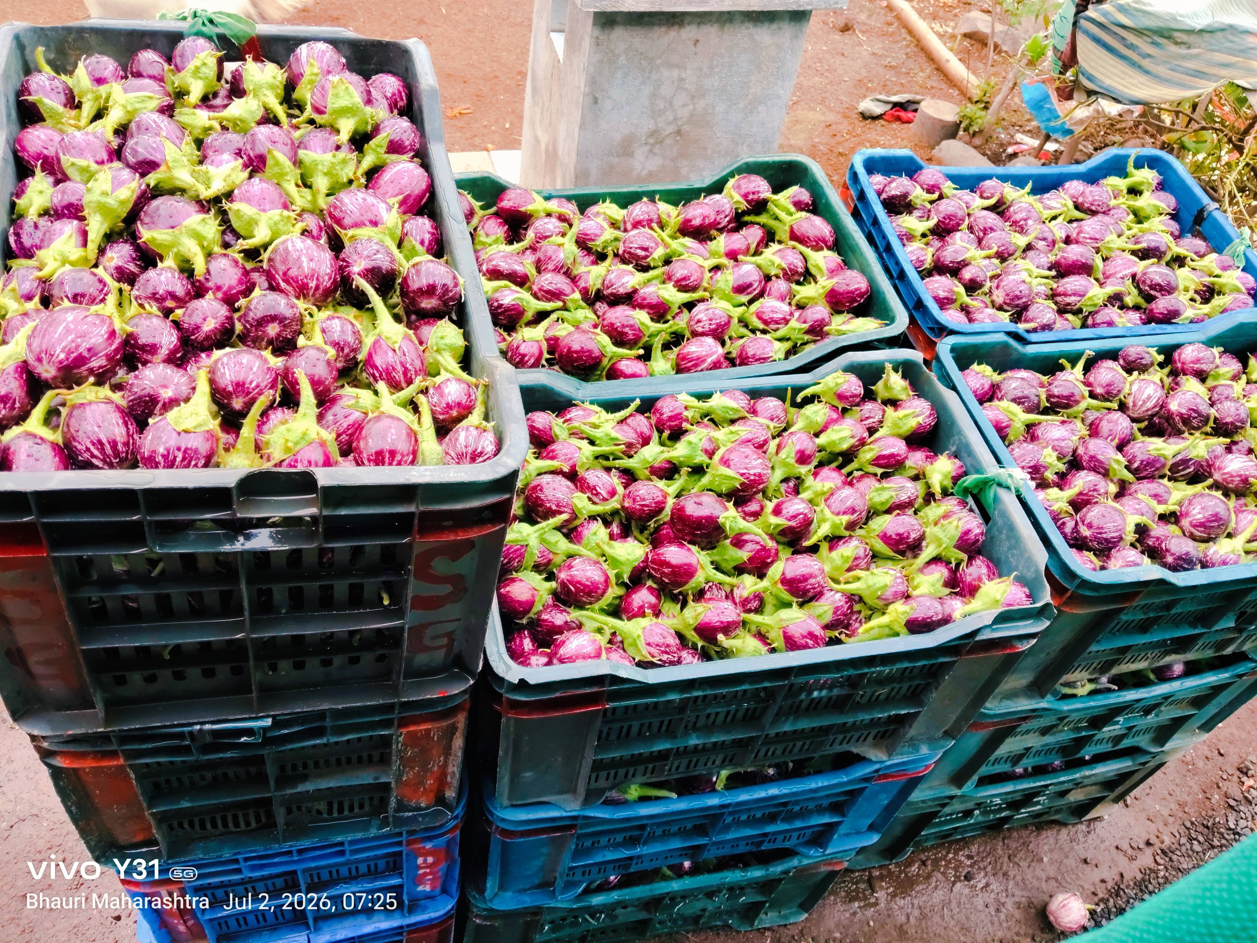 Striped Brinjal (purple) for sale in Nashik, Maharashtra