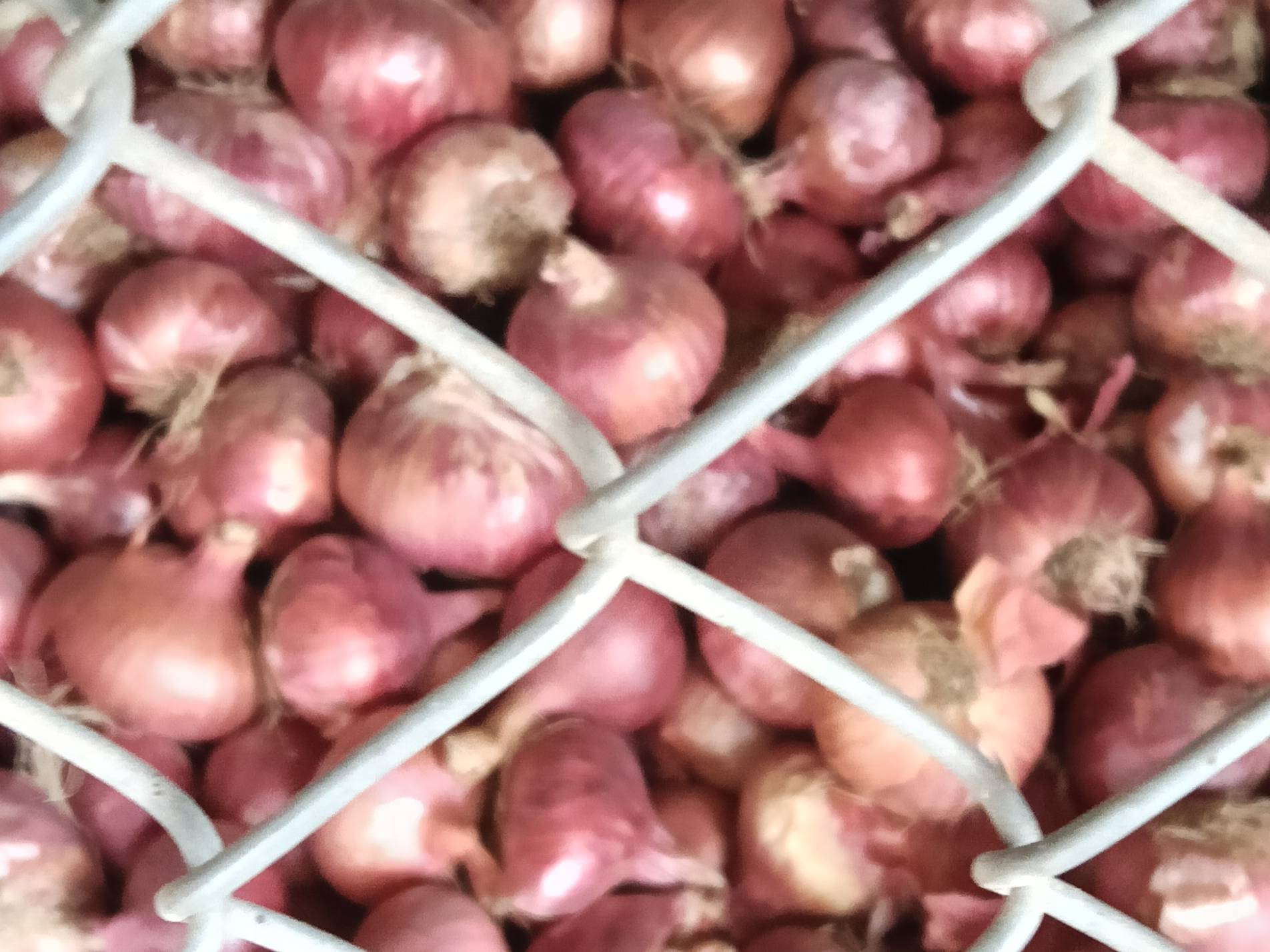 Summer Onion for sale in Chhatrapati Sambhajinagar, Maharashtra