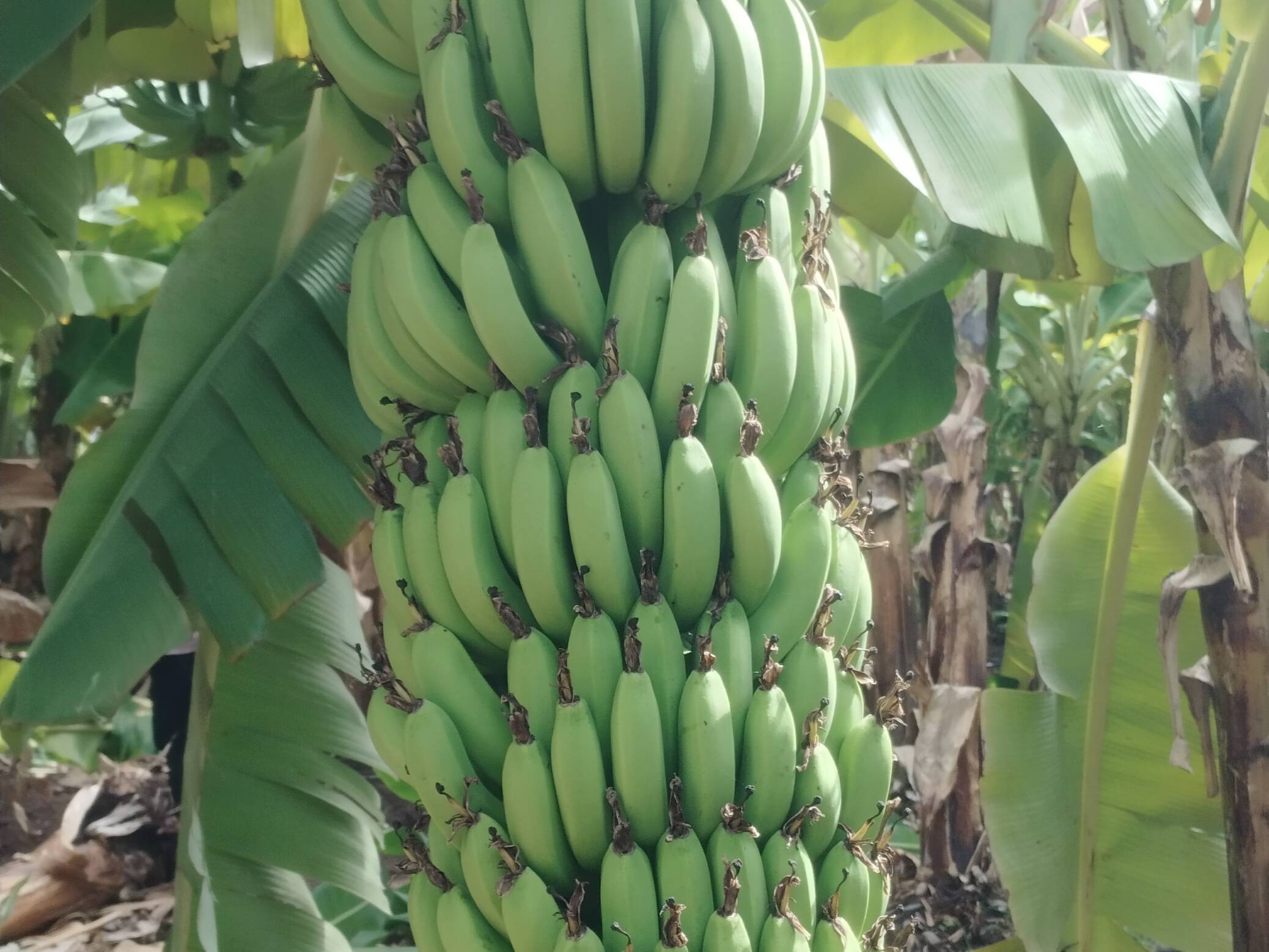 Grand Naine (G9) Banana for sale in Solapur, Maharashtra