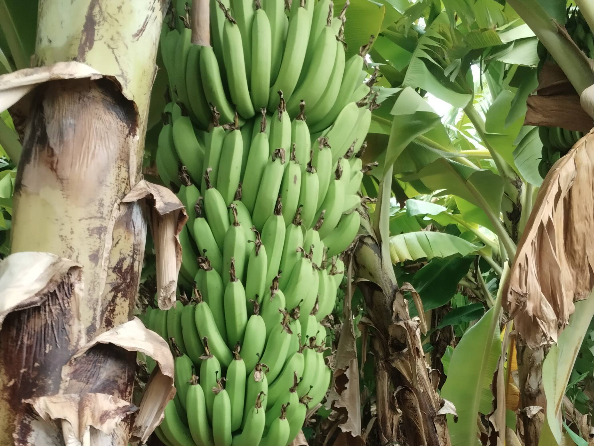 Grand Naine (G9) Banana for sale in Solapur, Maharashtra