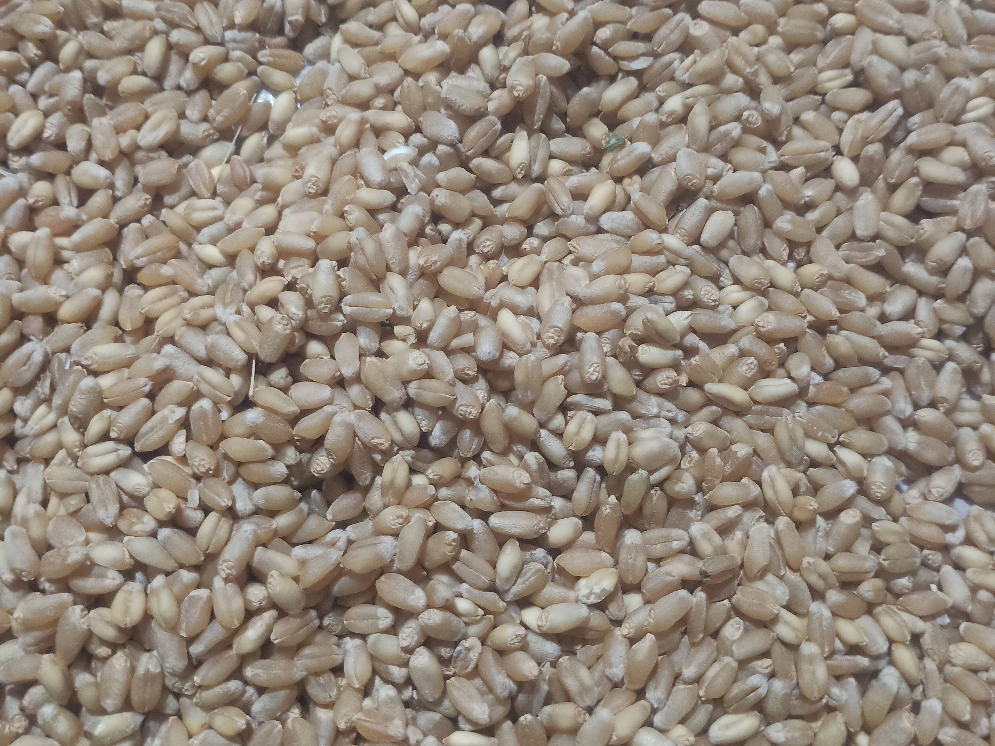 Shriram Wheat बिक्री के लिए, बीड, महाराष्ट्र