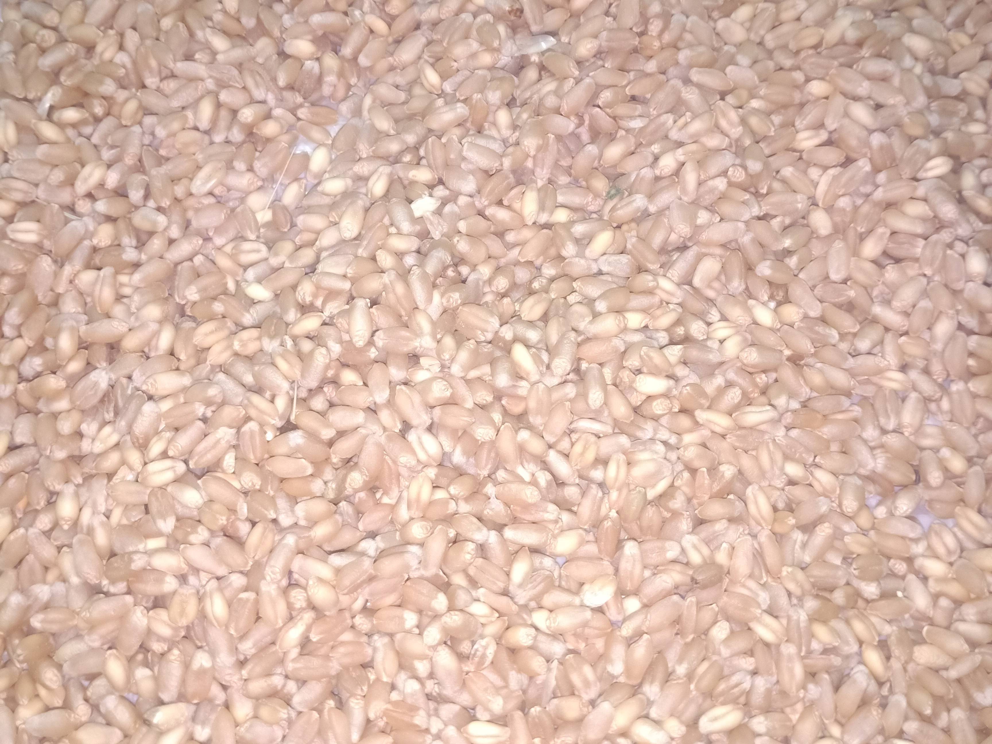 Shriram Wheat बिक्री के लिए, बीड, महाराष्ट्र