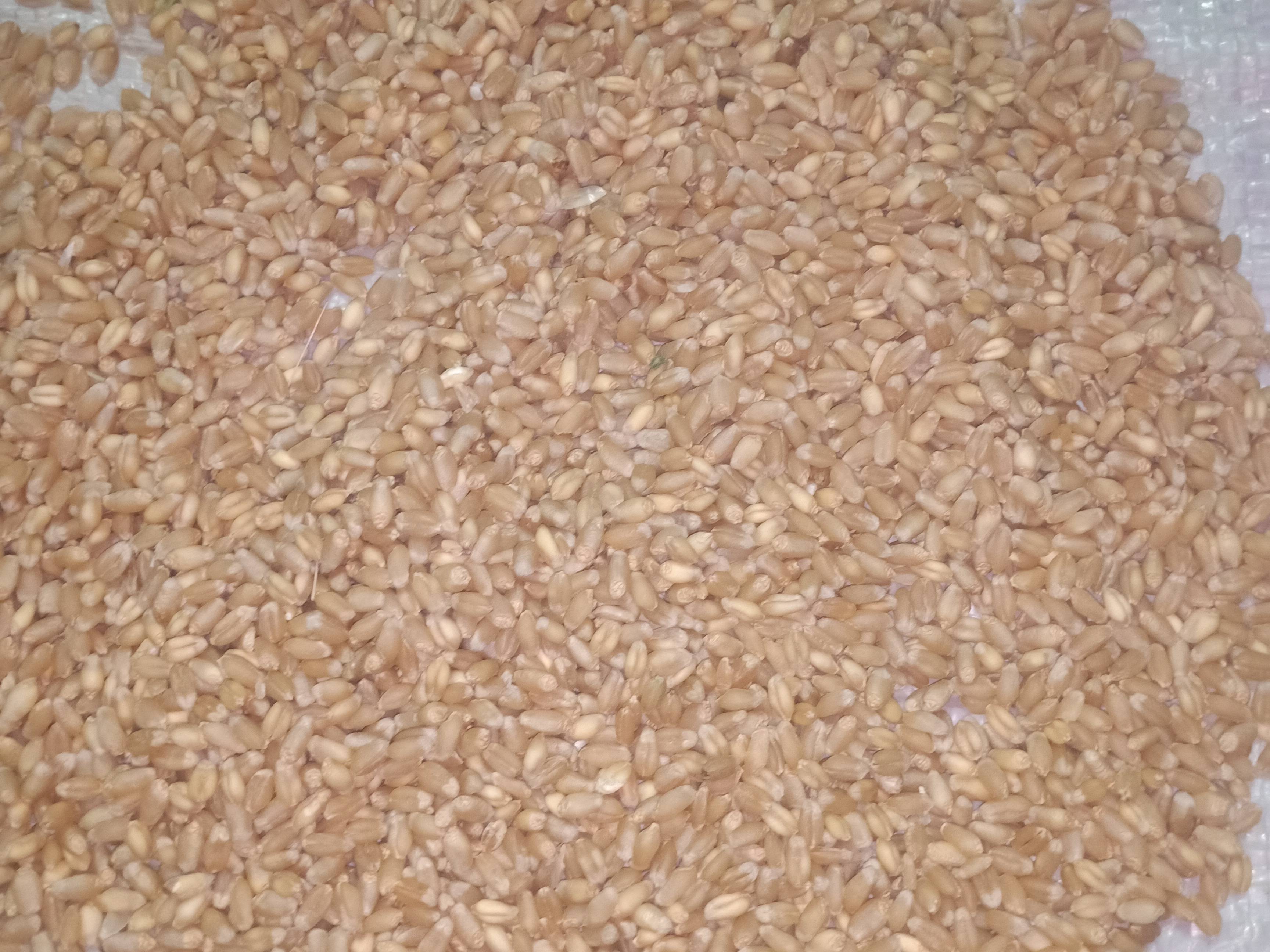 Shriram Wheat बिक्री के लिए, बीड, महाराष्ट्र