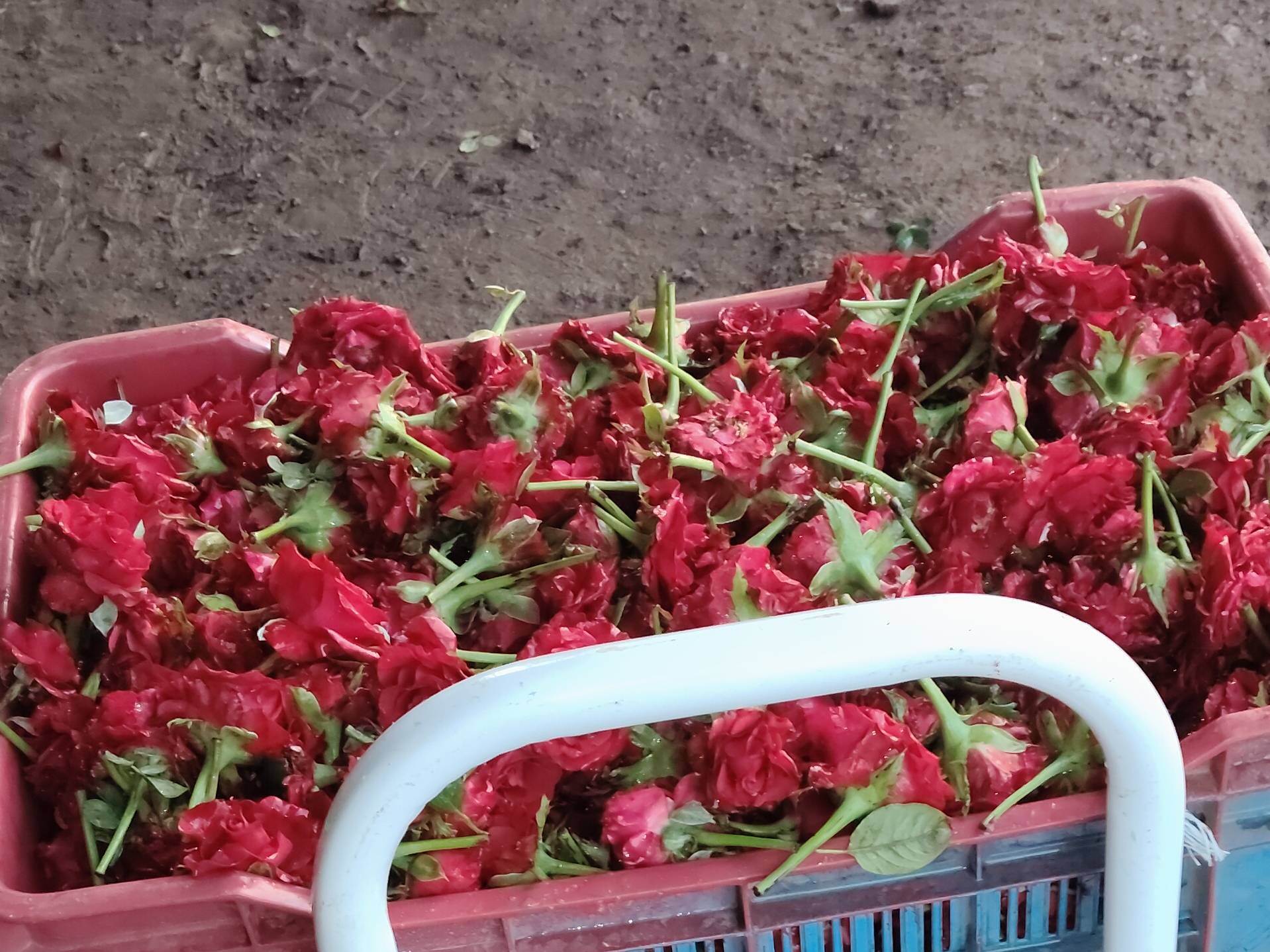 Rose Red Rose
