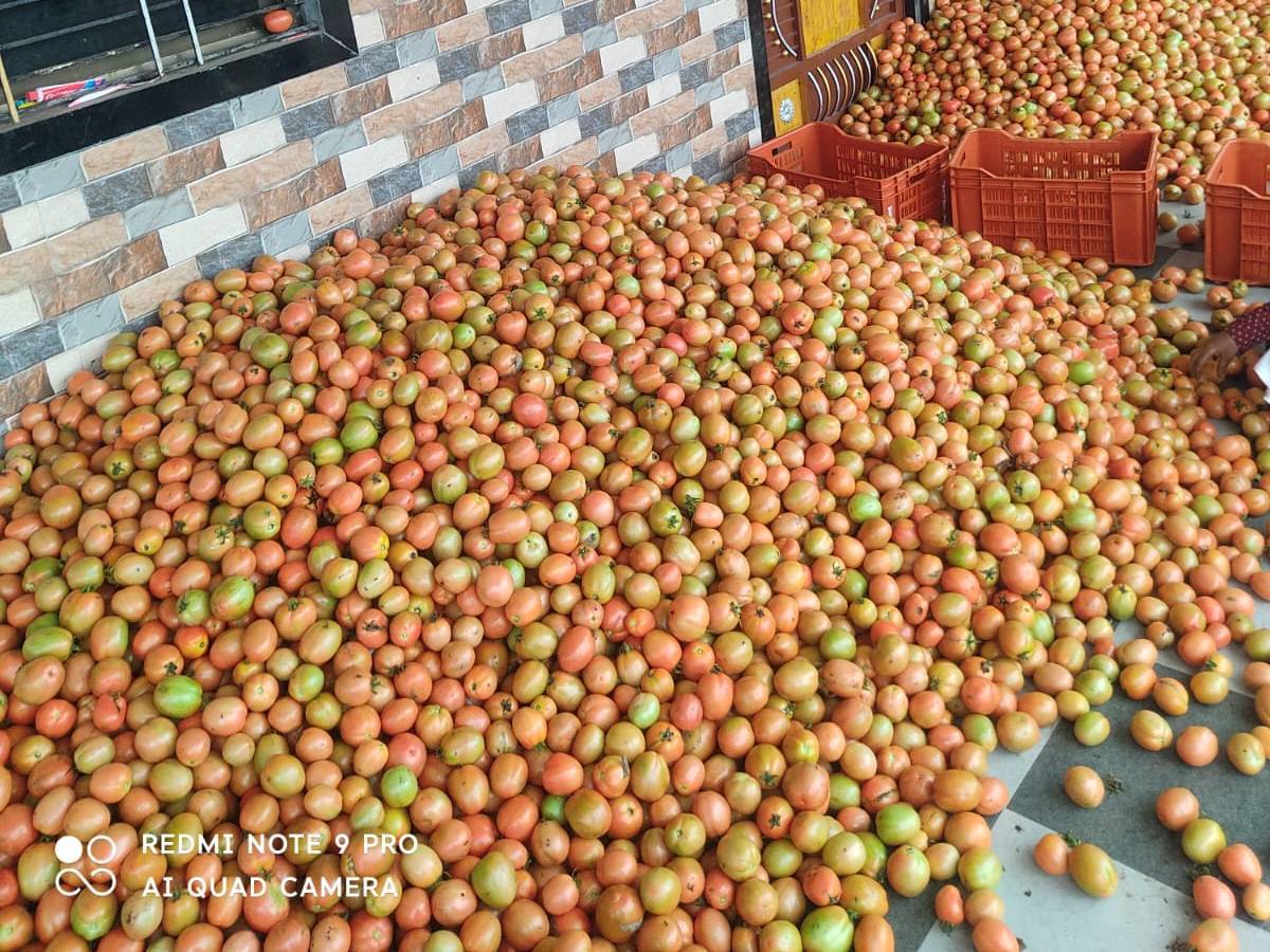 Atharva Tomato बिक्री के लिए, अहिल्यानगर, महाराष्ट्र