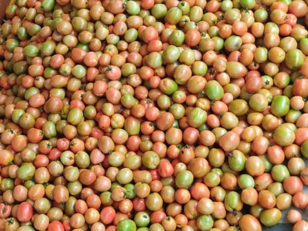 Atharva Tomato बिक्री के लिए, अहिल्यानगर, महाराष्ट्र