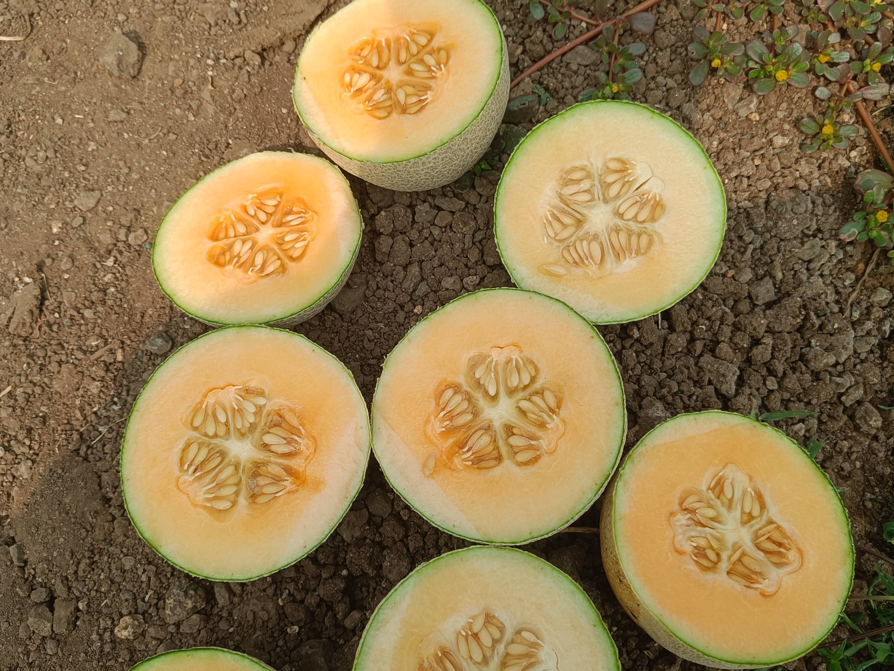 Muskmelon for sale in Pune, Maharashtra