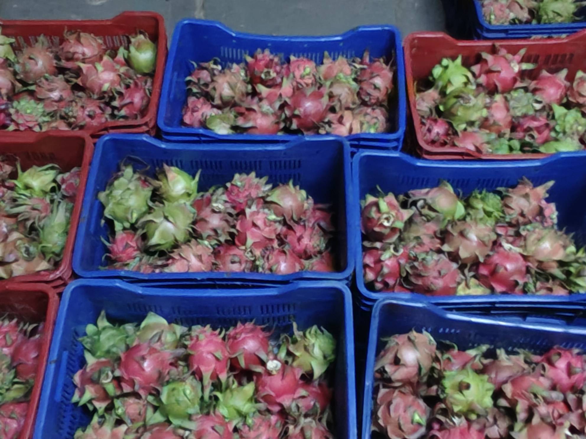 Red Dragon Fruit for sale in Sangli, Maharashtra