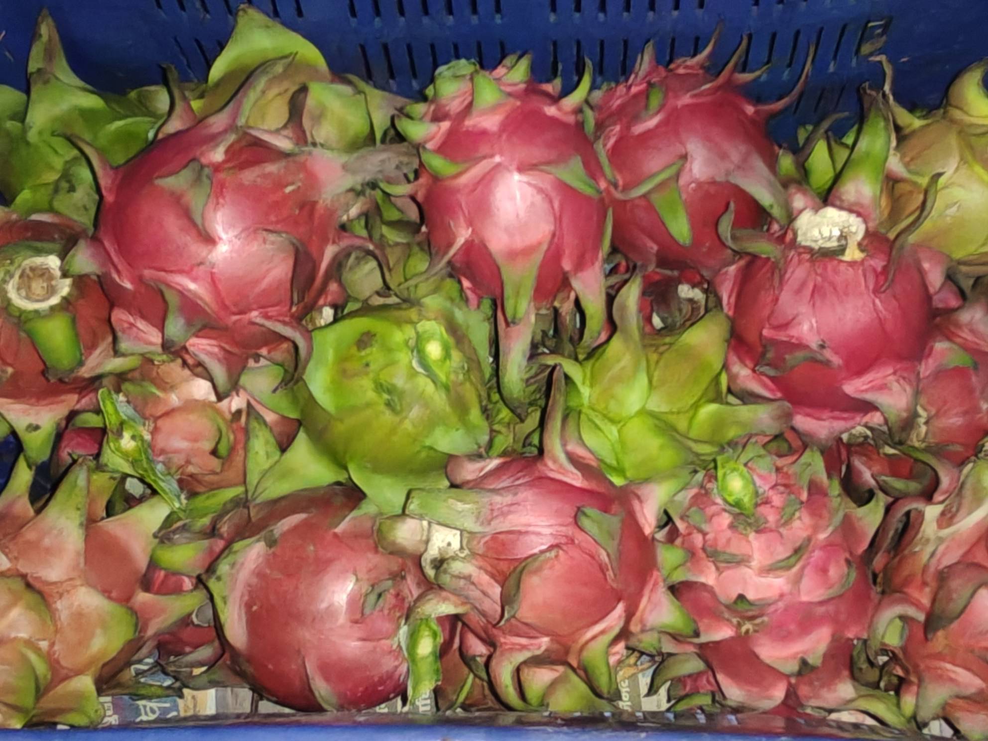Red Dragon Fruit for sale in Sangli, Maharashtra
