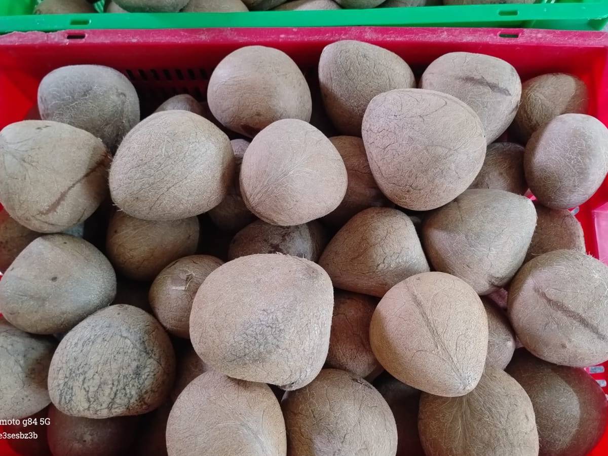 Ball Copra विक्रीसाठी, बेंगलुरु, कर्नाटक