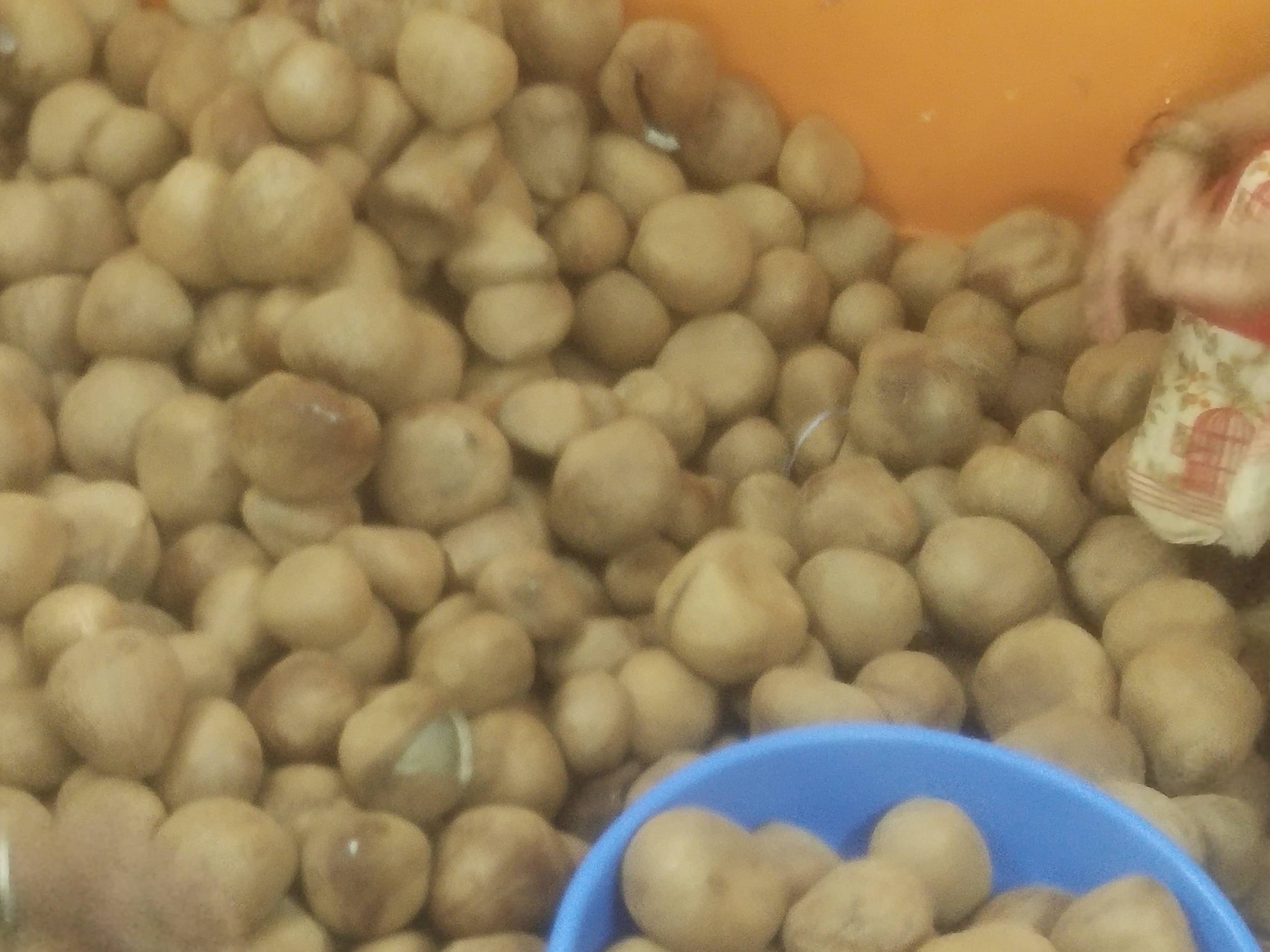 Ball Copra विक्रीसाठी, बेंगलुरु, कर्नाटक