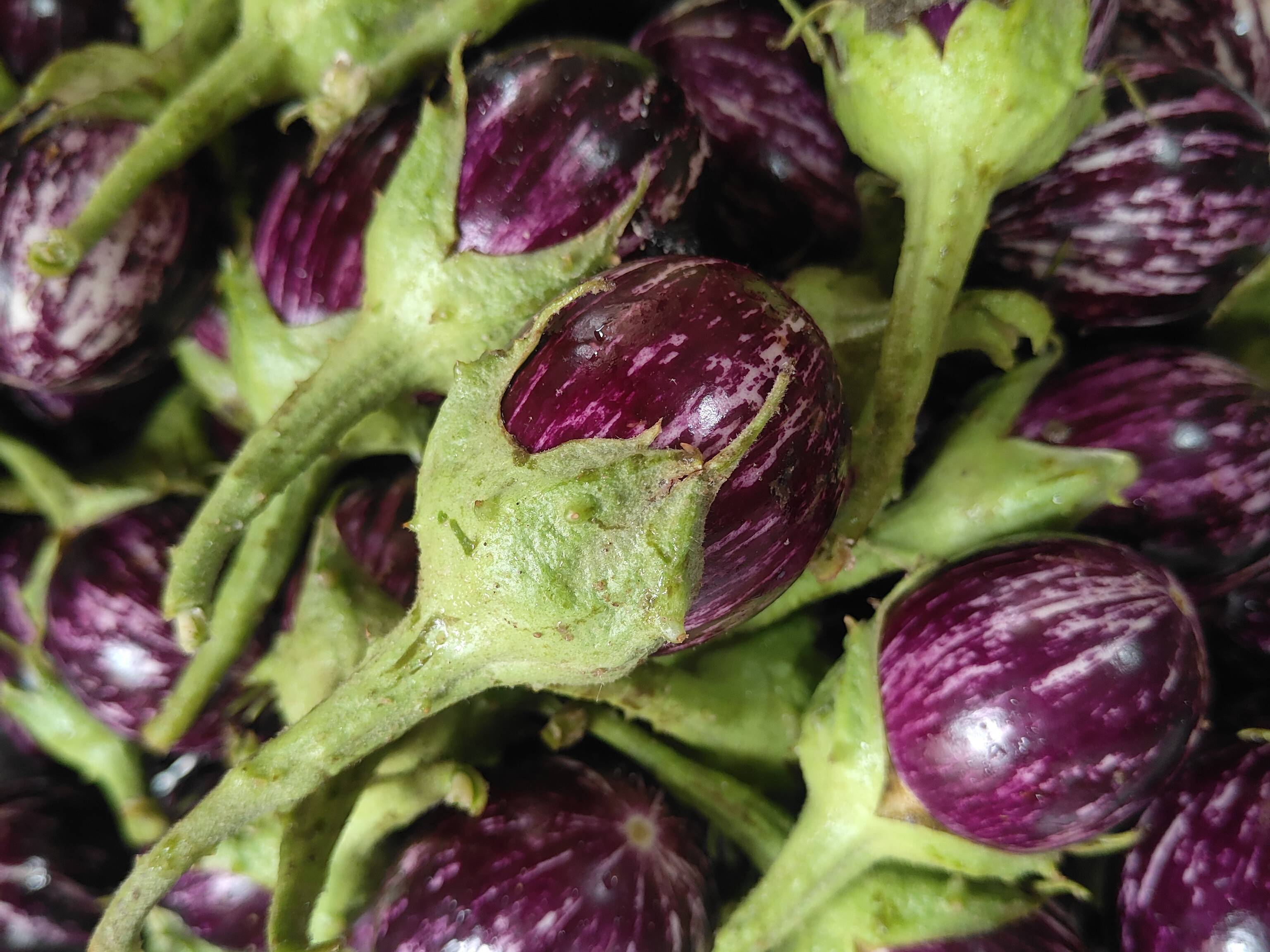 Purple Brinjal for sale in Ahilyanagar, Maharashtra