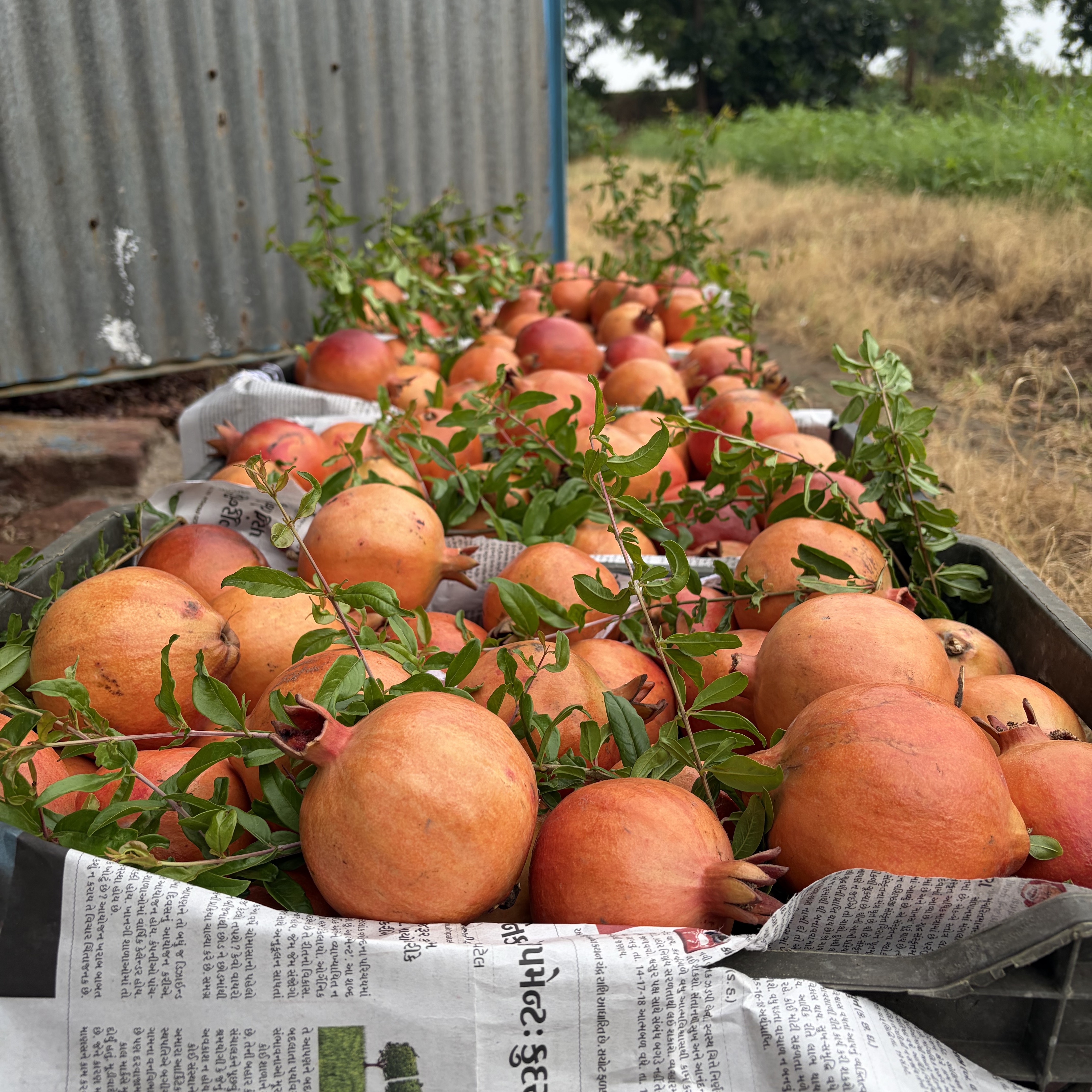 Bhagwa for sale in Ahmedabad, Gujarat