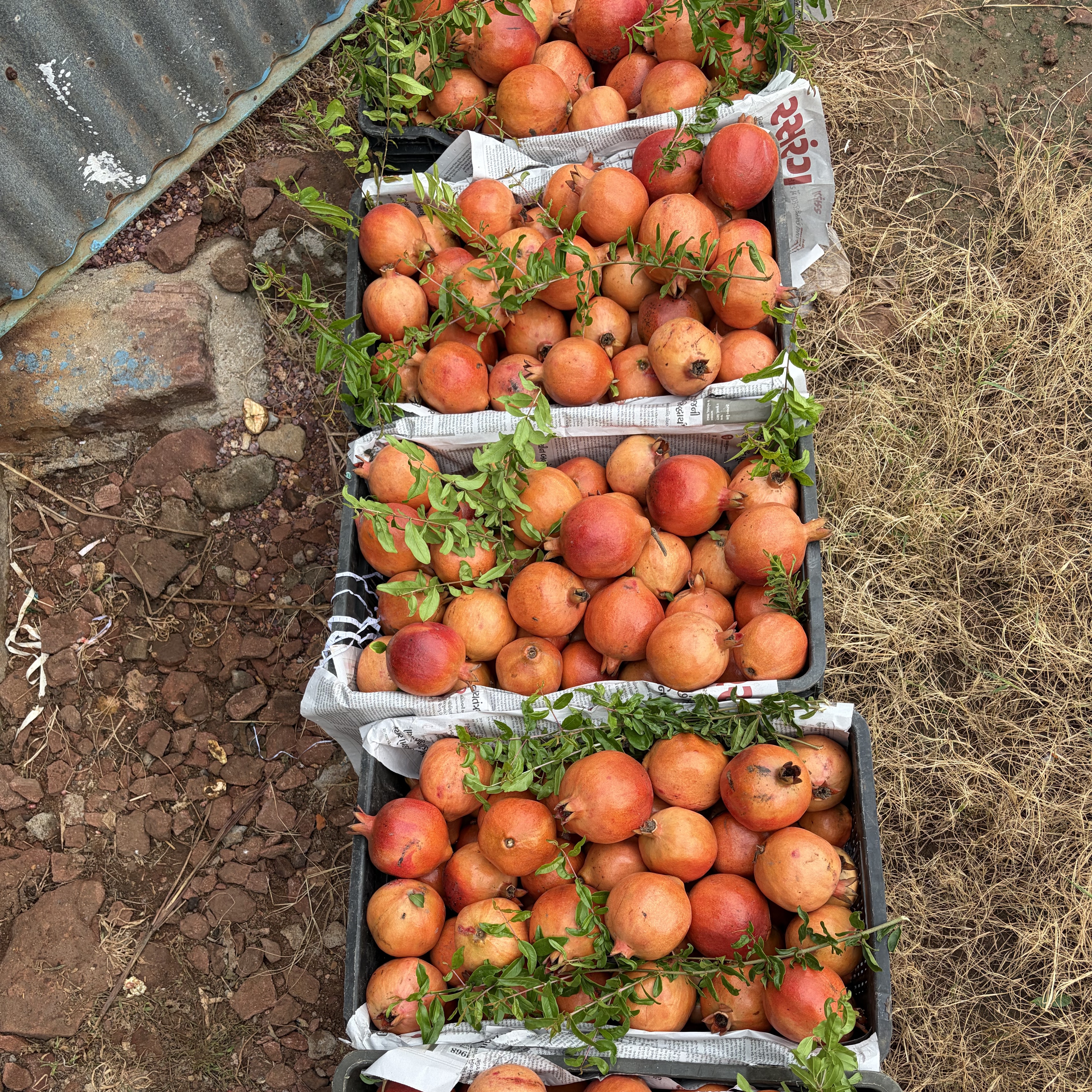 Bhagwa for sale in Ahmedabad, Gujarat