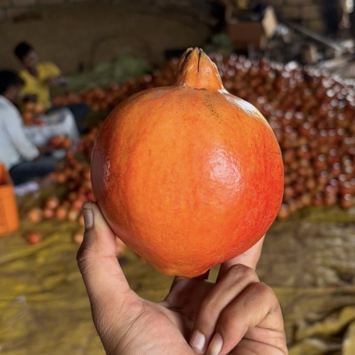 Pomegranate Bhagwa