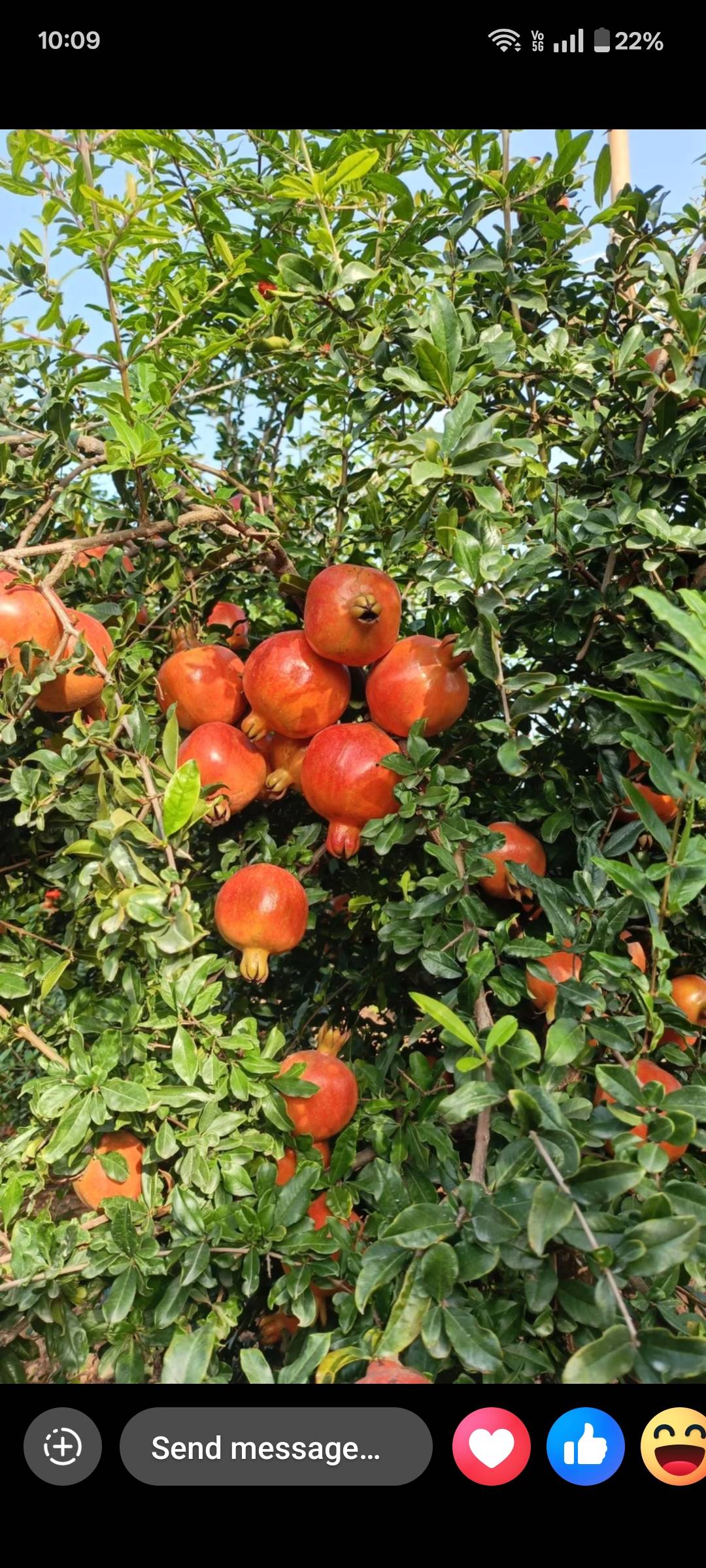 Pomegranate Bhagwa