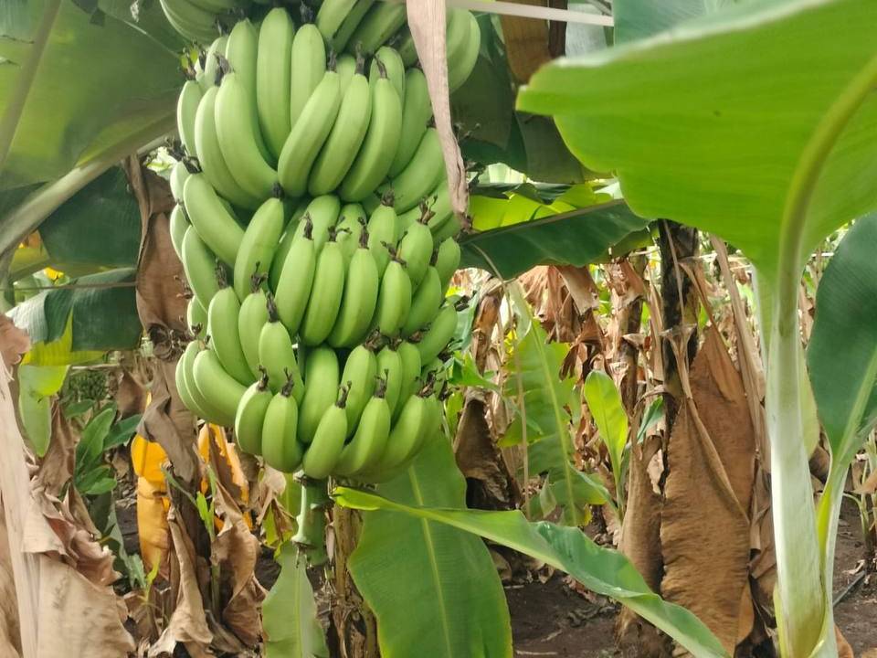 Grand Naine (G9) Banana बिक्री के लिए, पुणे, महाराष्ट्र