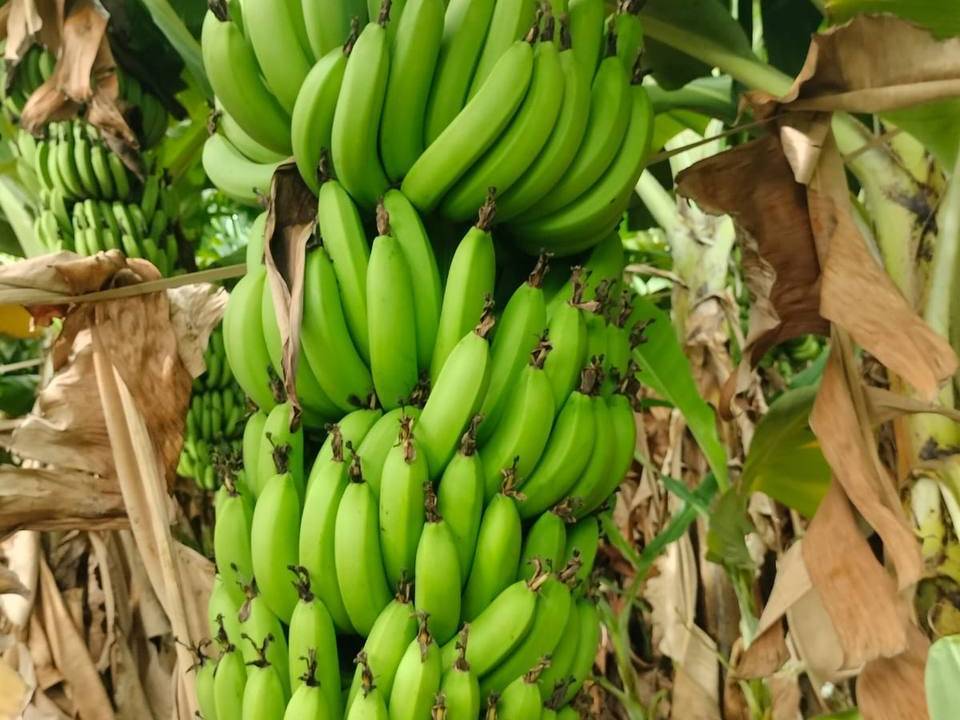 Grand Naine (G9) Banana बिक्री के लिए, पुणे, महाराष्ट्र