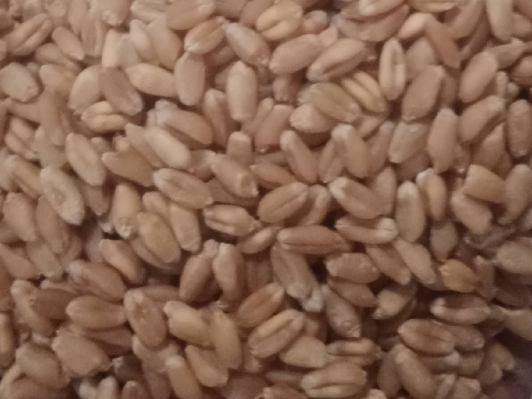 Wheat Kamut Wheat