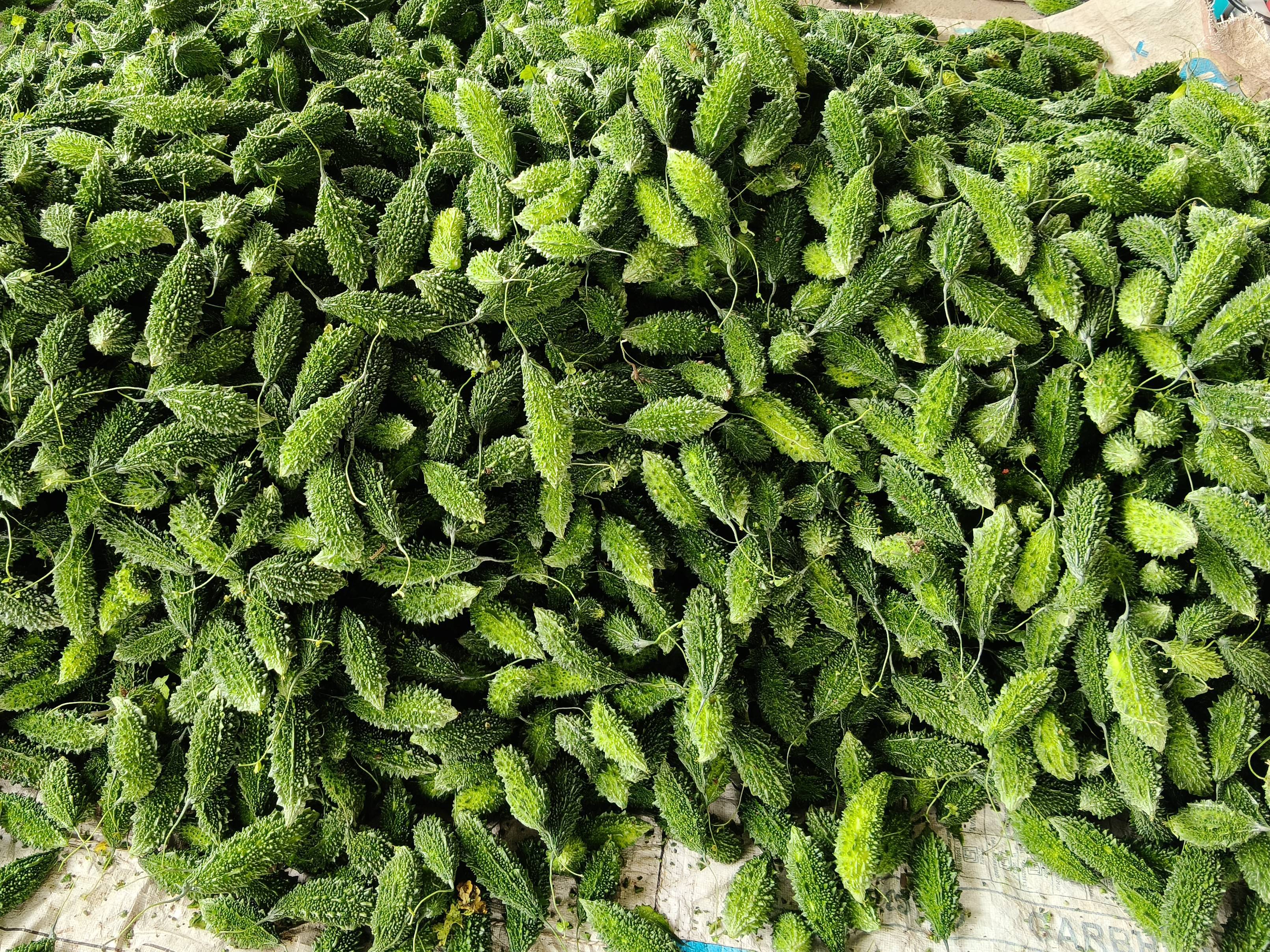 Green Bitter Gourd बिक्री के लिए, सांगली, महाराष्ट्र