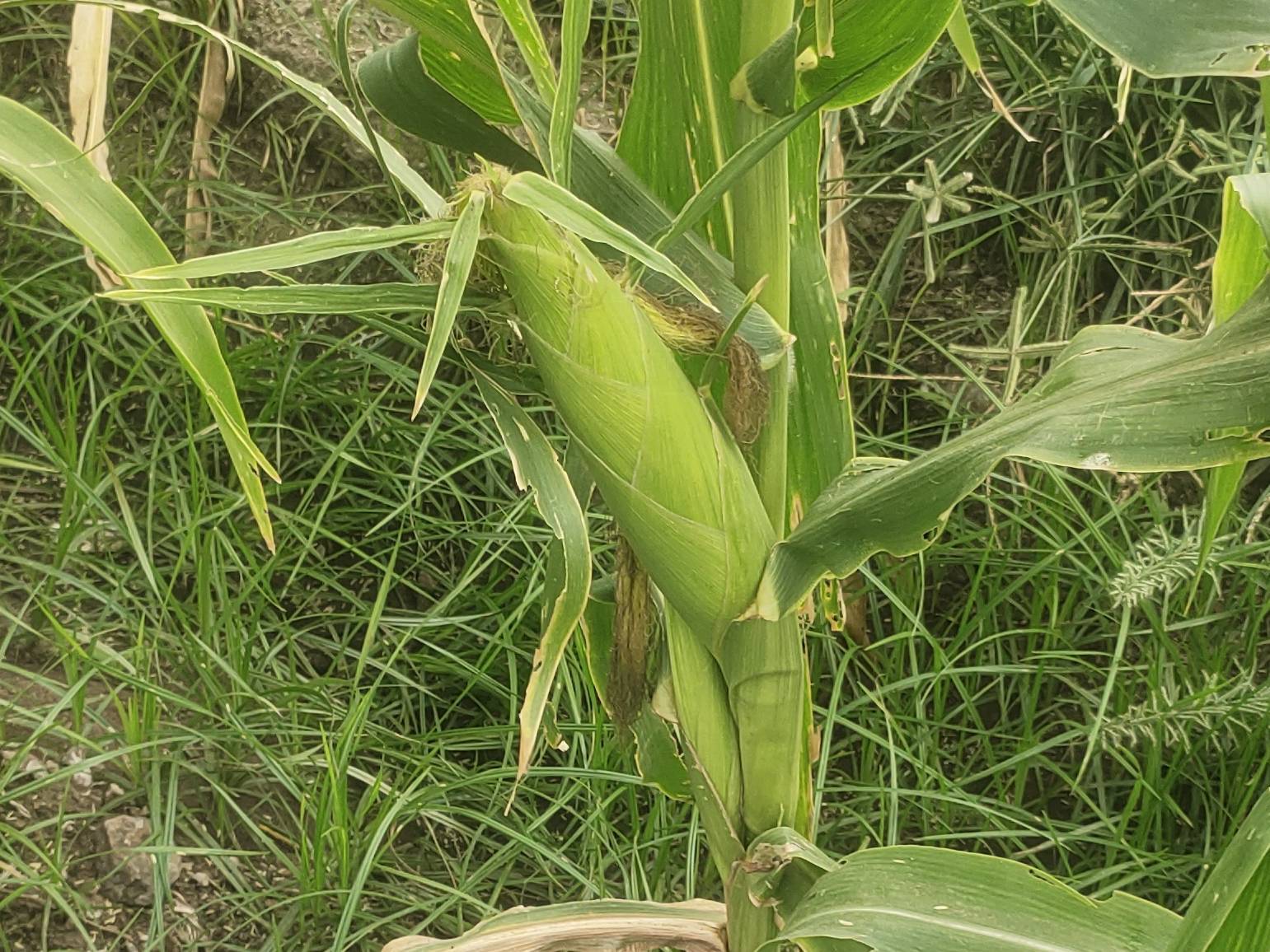 SweetCorn बिक्री के लिए, कोल्हापुर, महाराष्ट्र