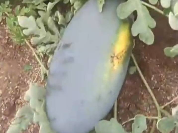 Sugar Baby for sale in Solapur, Maharashtra