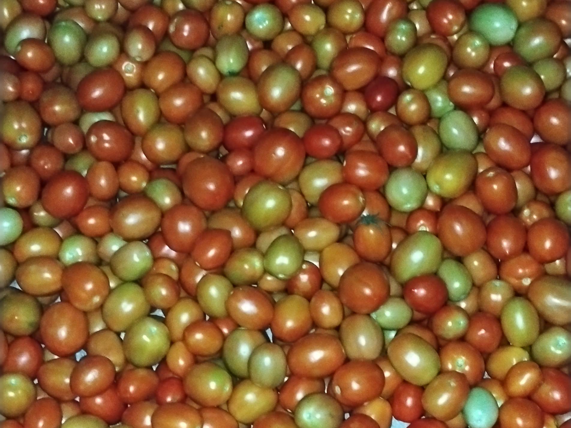 Vaishali Tomato बिक्री के लिए, छत्रपति संभाजीनगर, महाराष्ट्र