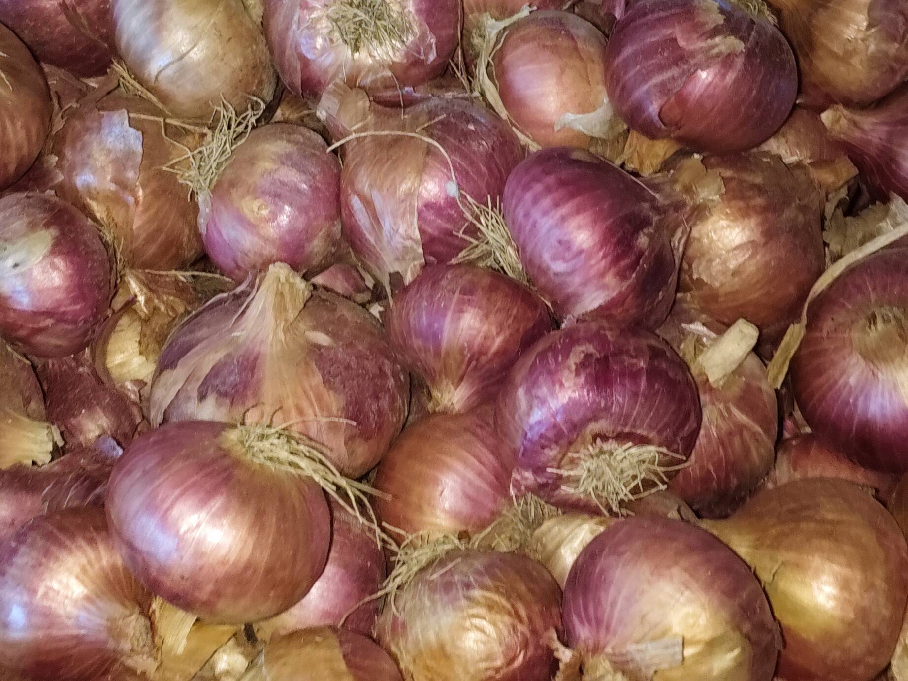 Summer Onion विक्रीसाठी, अहिल्यानगर, महाराष्ट्र
