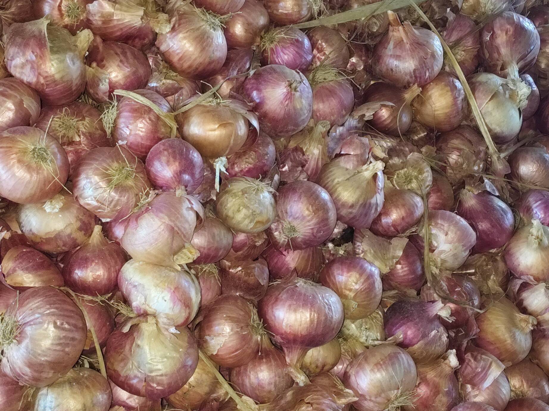 Summer Onion विक्रीसाठी, अहिल्यानगर, महाराष्ट्र
