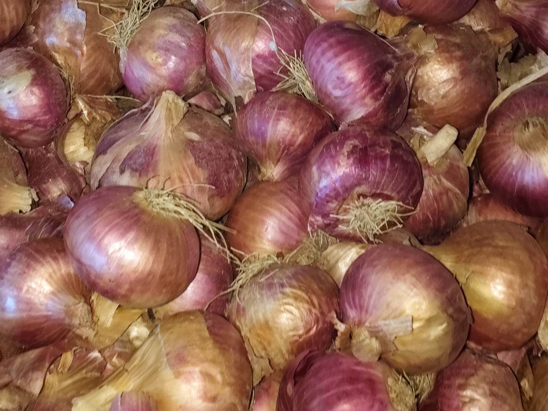 Summer Onion विक्रीसाठी, अहिल्यानगर, महाराष्ट्र