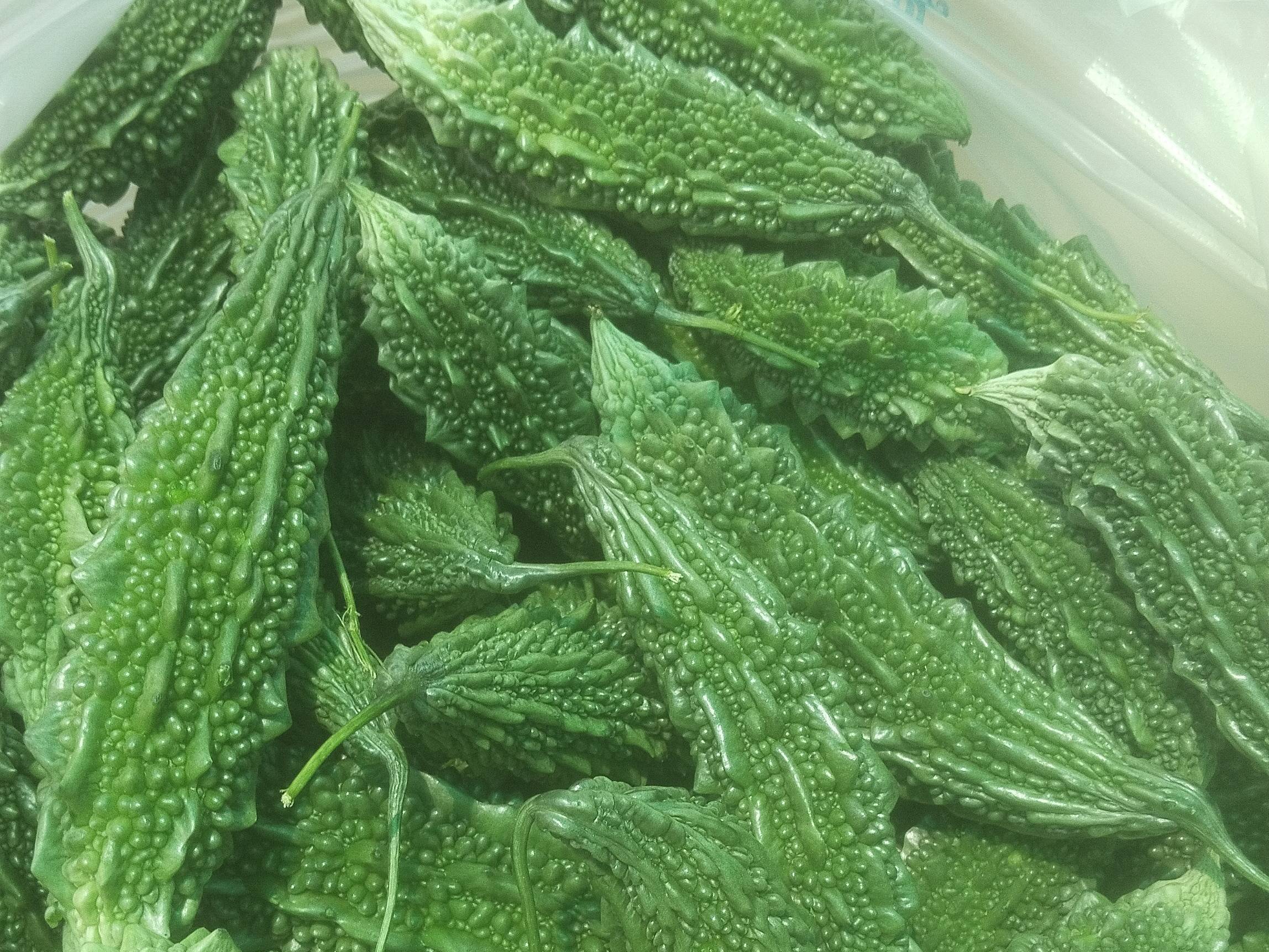 Green Bitter Gourd for sale in Sangli, Maharashtra