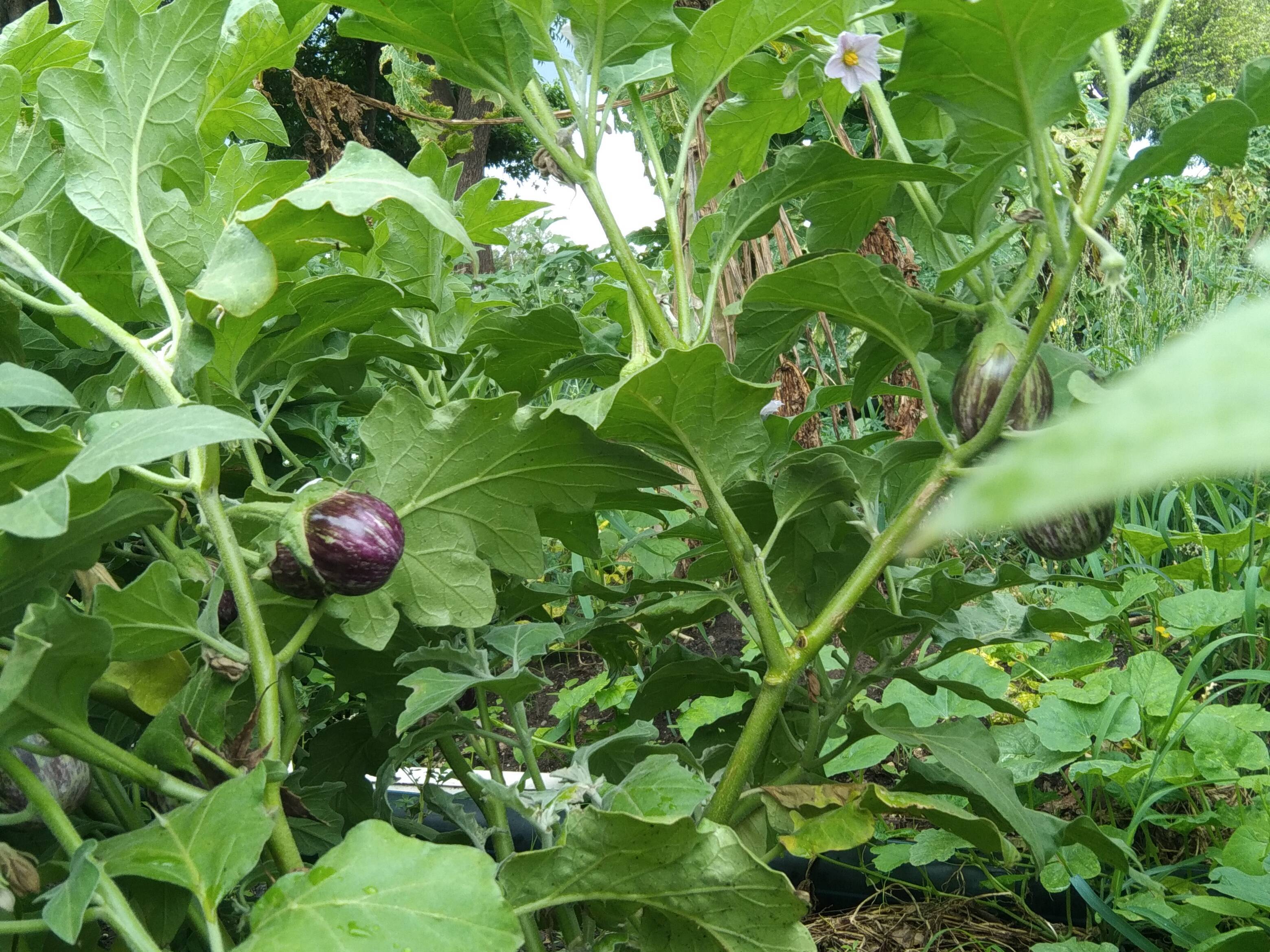Striped Brinjal (purple) विक्रीसाठी, बुलढाणा, महाराष्ट्र