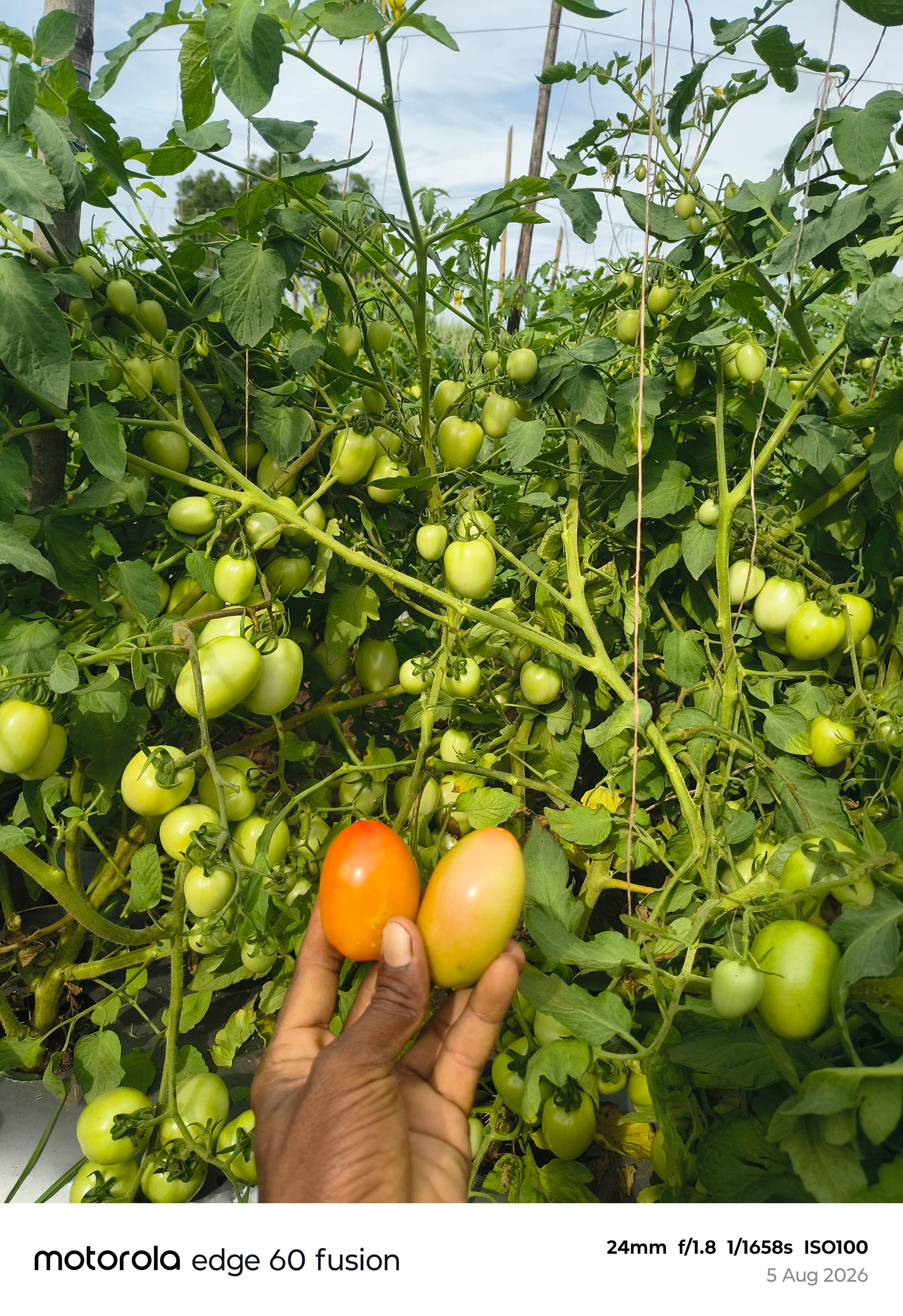 Vaishali Tomato विक्रीसाठी, जालना, महाराष्ट्र