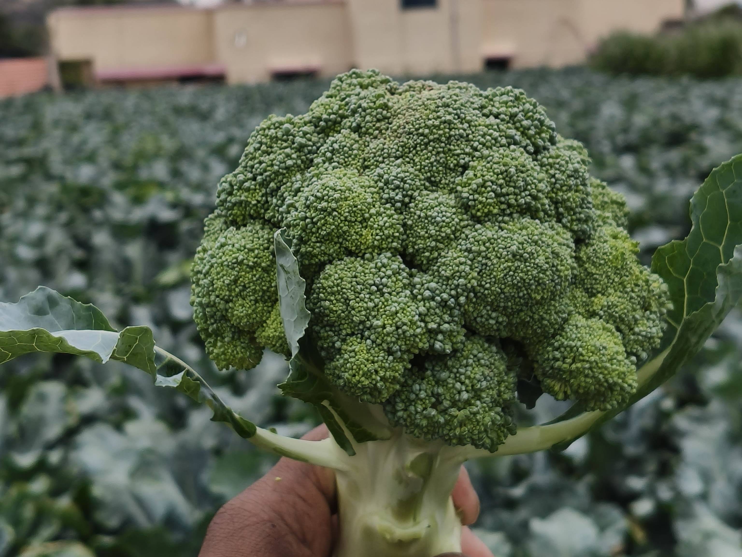 Green Broccoli विक्रीसाठी, नाशिक, महाराष्ट्र