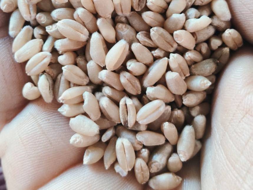 Emmer Wheat विक्रीसाठी, पुणे, महाराष्ट्र