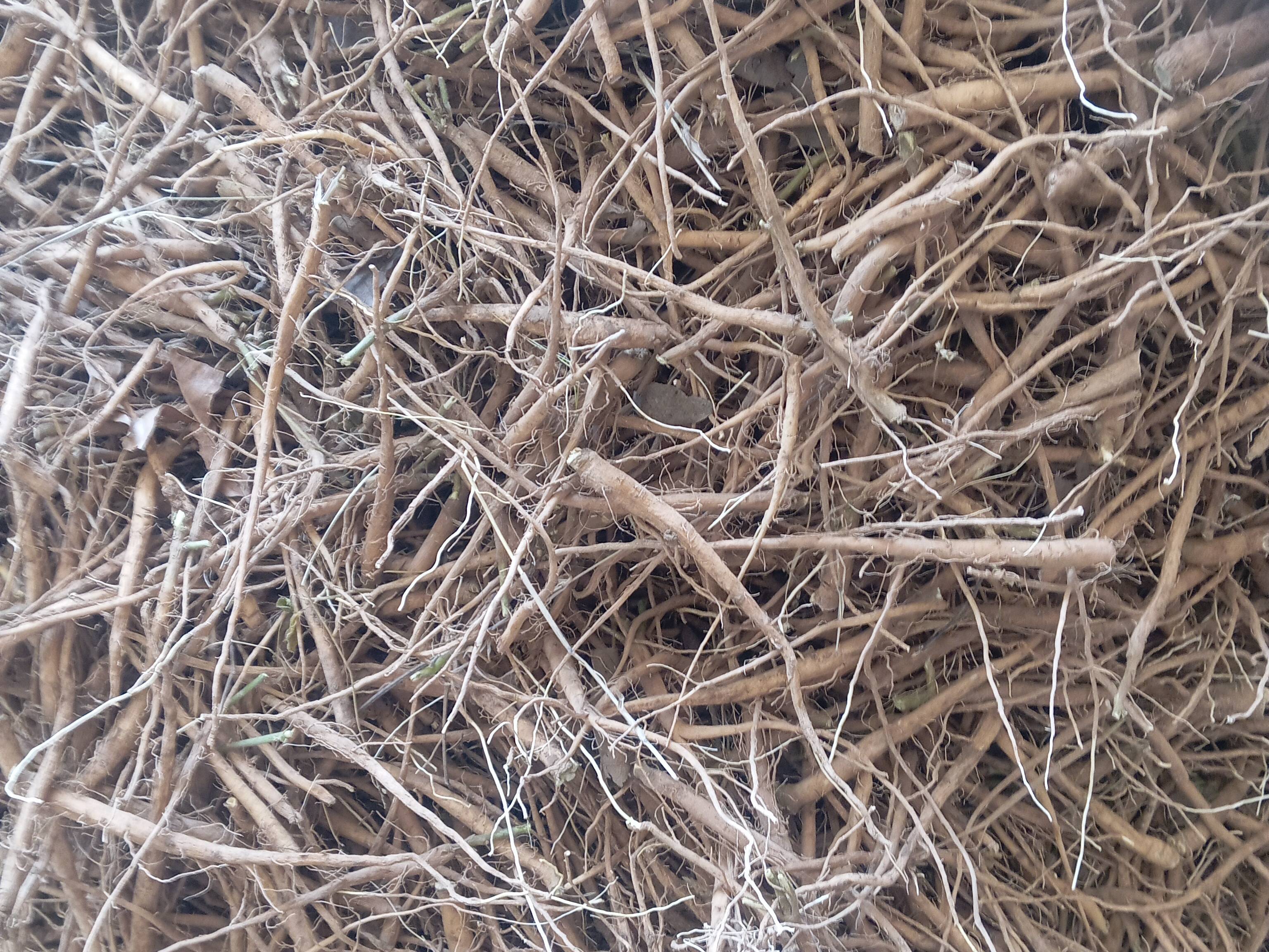 निर्जलित हर्बल (औषधीय) उत्पाद Ashwagandha Roots