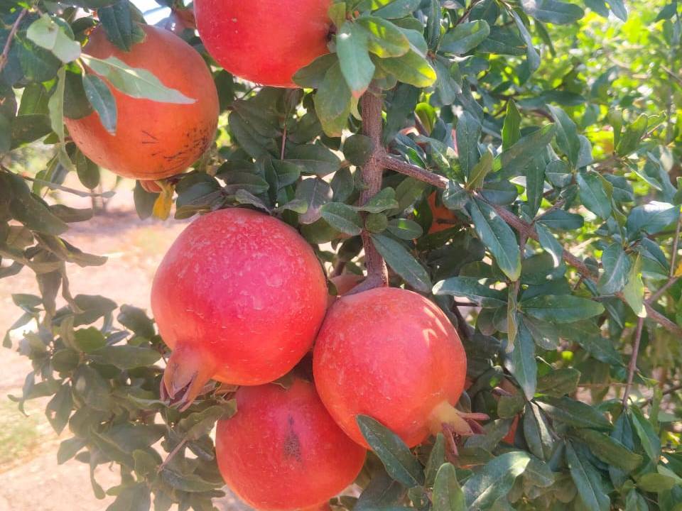 Bhagwa for sale in Solapur, Maharashtra
