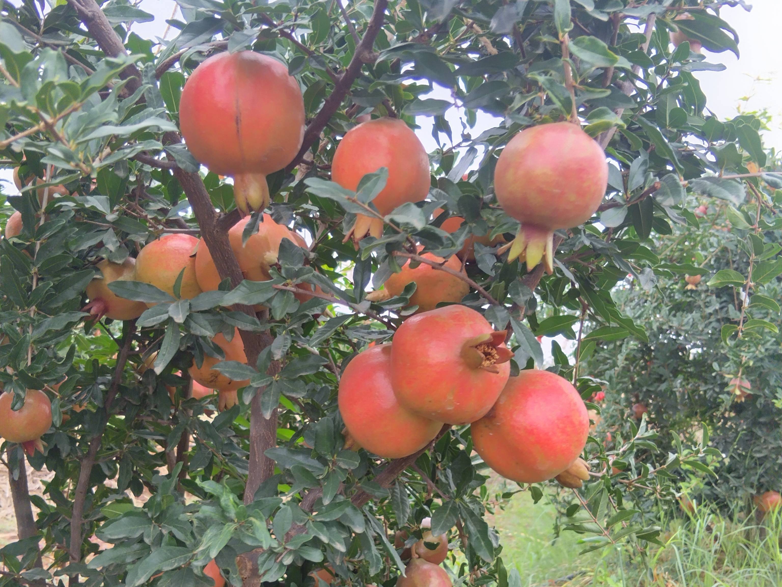 Bhagwa for sale in Solapur, Maharashtra