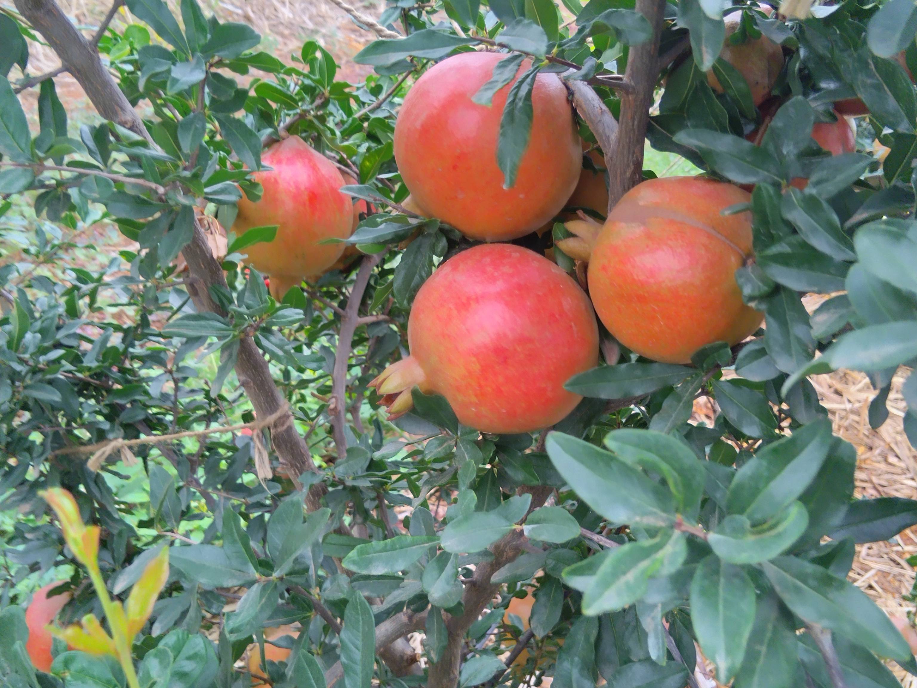 Bhagwa for sale in Solapur, Maharashtra
