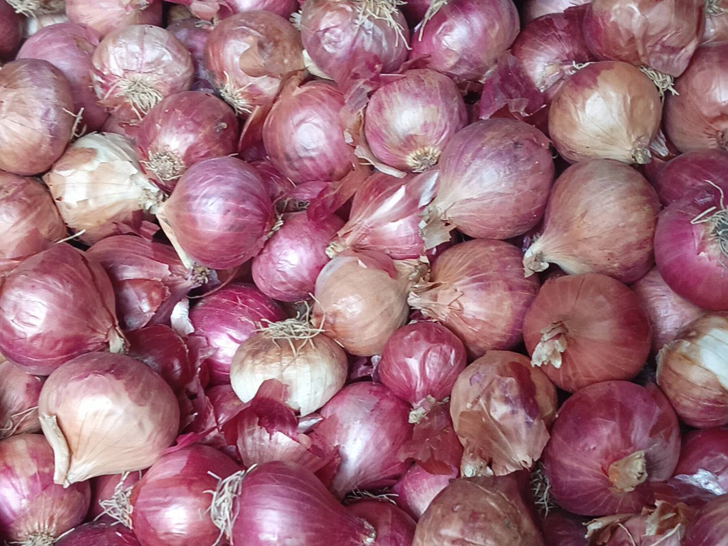 Summer Onion बिक्री के लिए, मुंबई, महाराष्ट्र