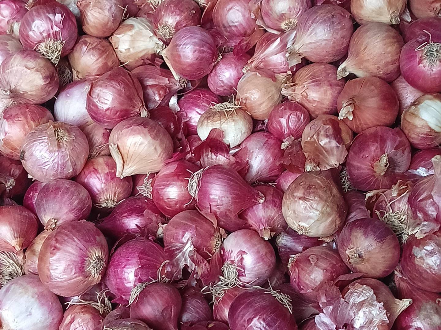 Summer Onion बिक्री के लिए, मुंबई, महाराष्ट्र
